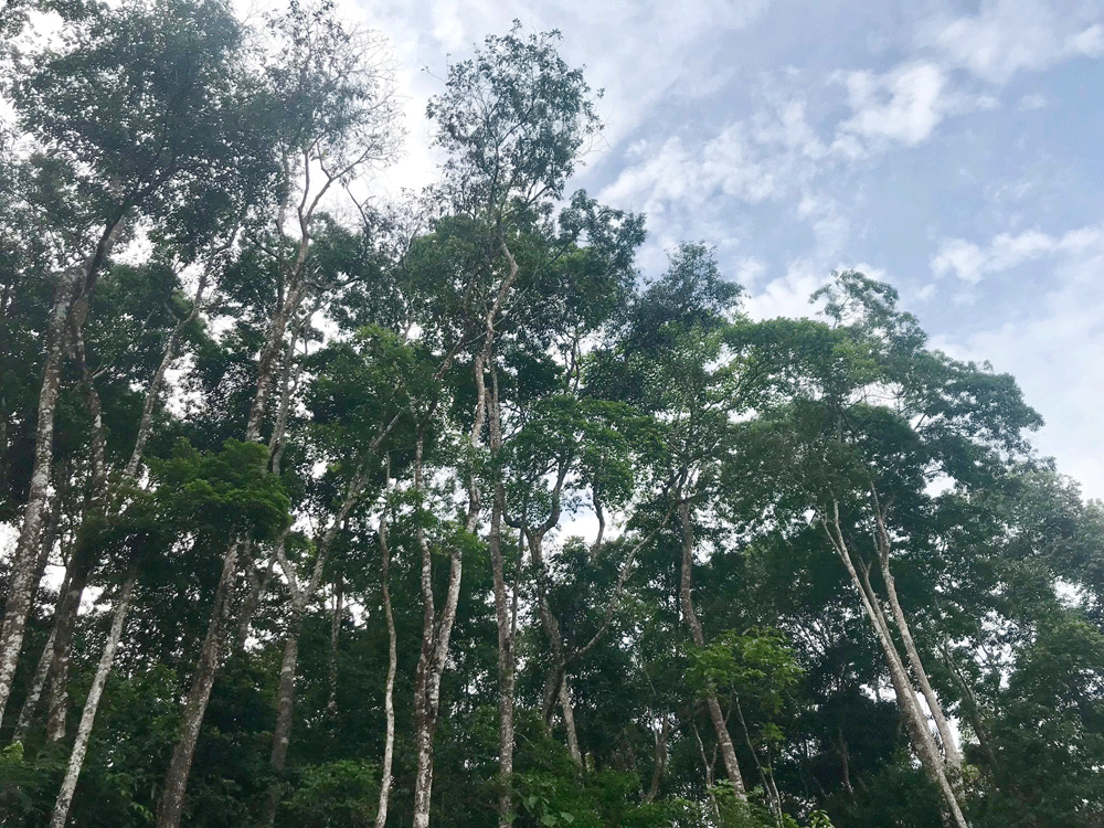 Niềm vui ở Cốc Cáng ảnh 1 Niềm vui ở Cốc Cáng ảnh 1