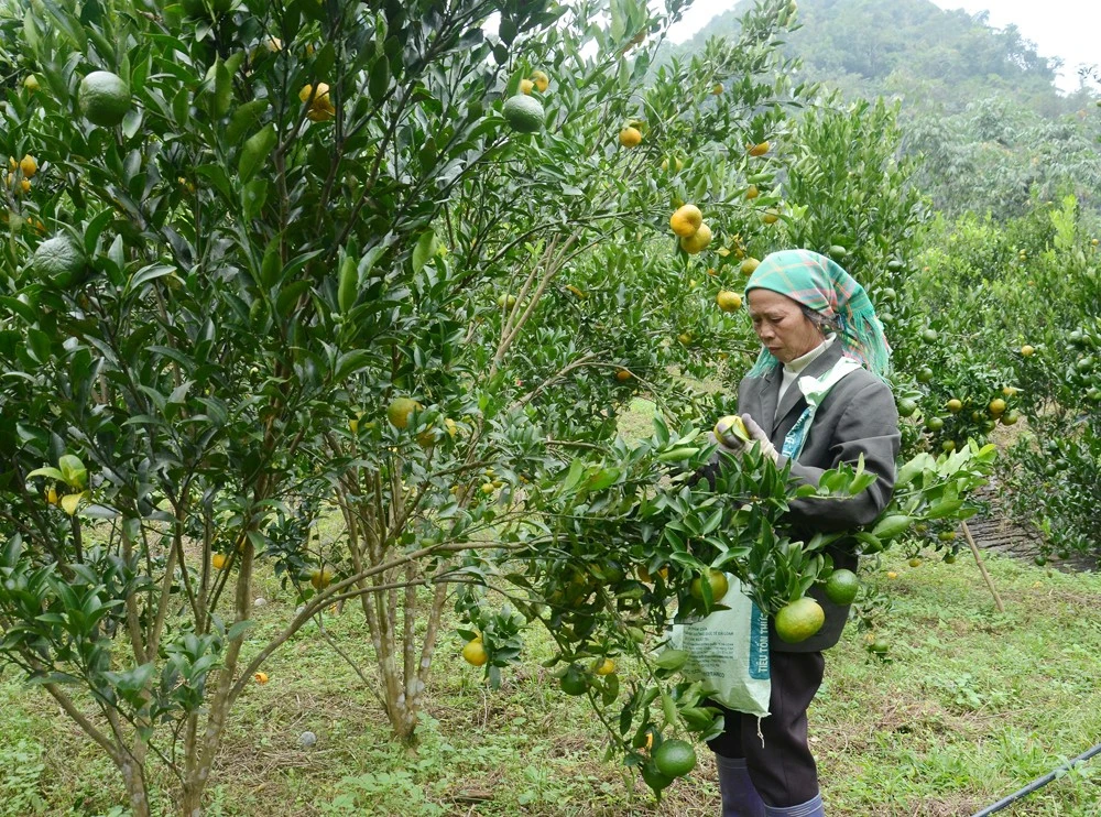Tạo đầu ra ổn định cho quả quýt Mường Khương ảnh 1
