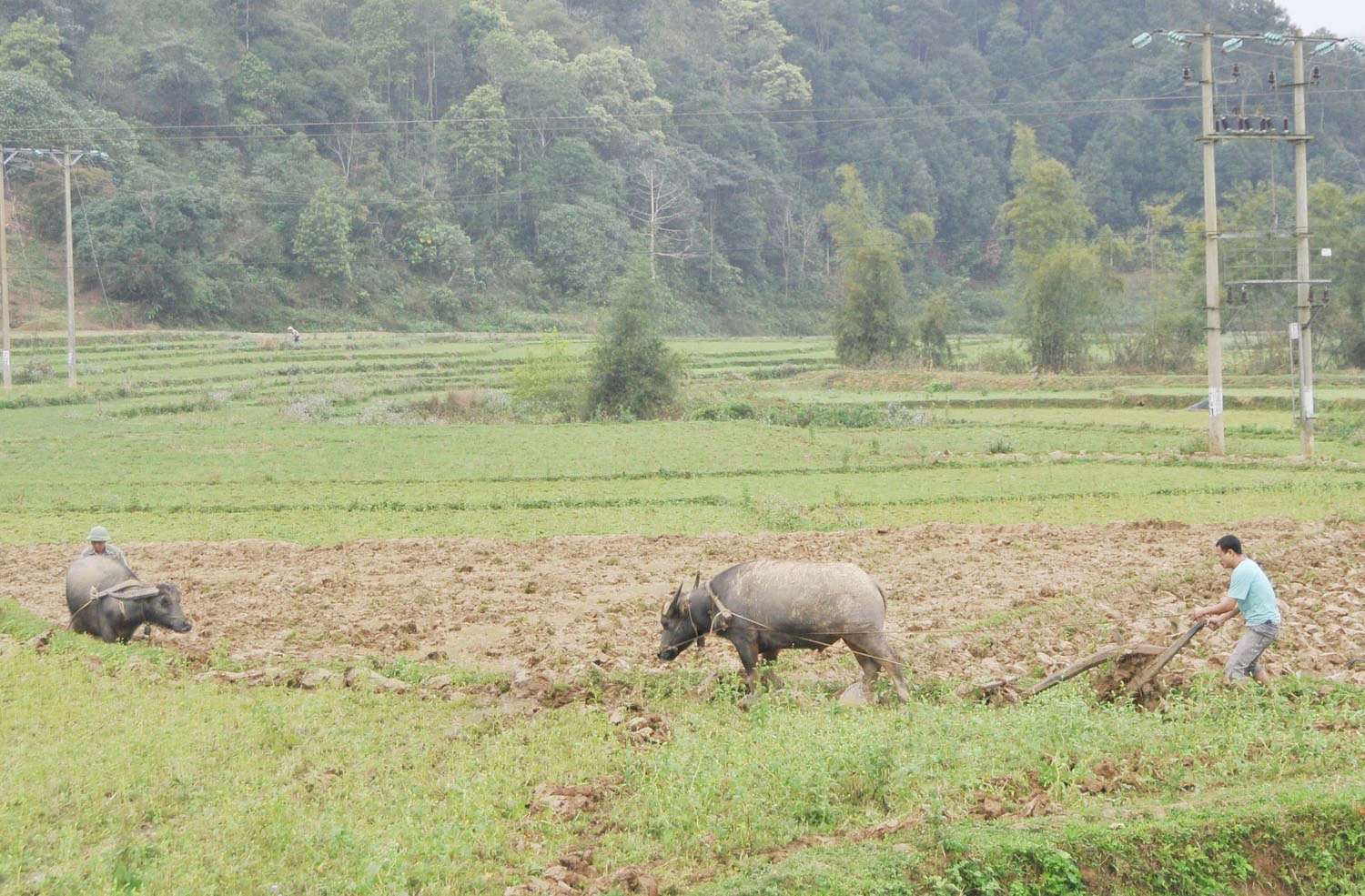 Nghề làm cày của người Mông Bắc Hà ảnh 2