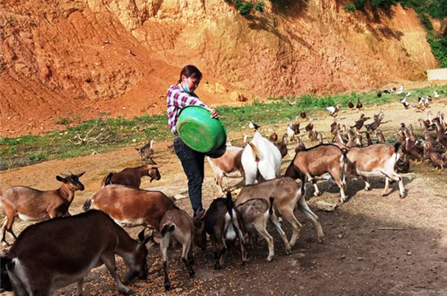 Mô hình phát triển kinh tế mang lại hiệu quả cao của chị Nguyễn Thị Hà.