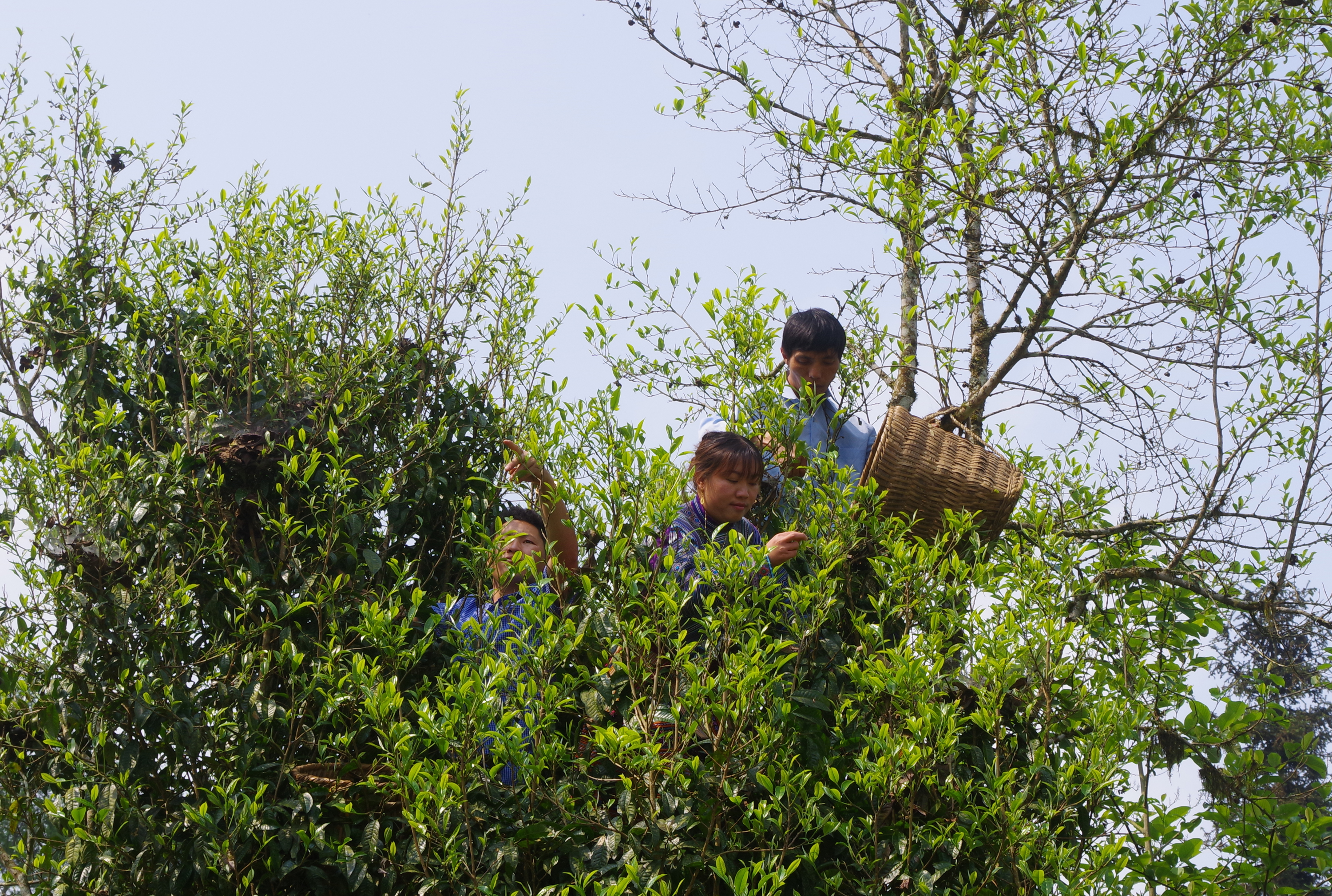 Người dân Nàn Sín thu hái chè Shan tuyết cổ thụ. (Ảnh chụp trước ngày 27/4/2021)