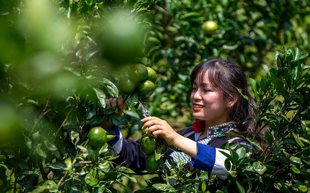Quýt Mường Khương được coi là cây xóa đói, giảm nghèo cho các hộ đồng bào dân tộc Pa Dí, Mông ở Mường Khương. Quýt Mường Khương quả dẹt khi chín có màu vàng, vỏ mỏng, dễ bóc, vị ngọt và ít xơ. Quýt Mường Khương được chăm sóc cẩn thận. Quả quýt năm nay được đánh giá chất lượng tốt, ngon ngọt hơn và cũng được giá cao hơn so với mọi năm. Quýt Mường Khương đã được cấp chứng chỉ 3 sao trong chương trình OCOP của Lào Cai. Nhiều khách hàng tại thành phố Lào Cai đến đặt và mua sản phẩm quýt Mường Khương.
