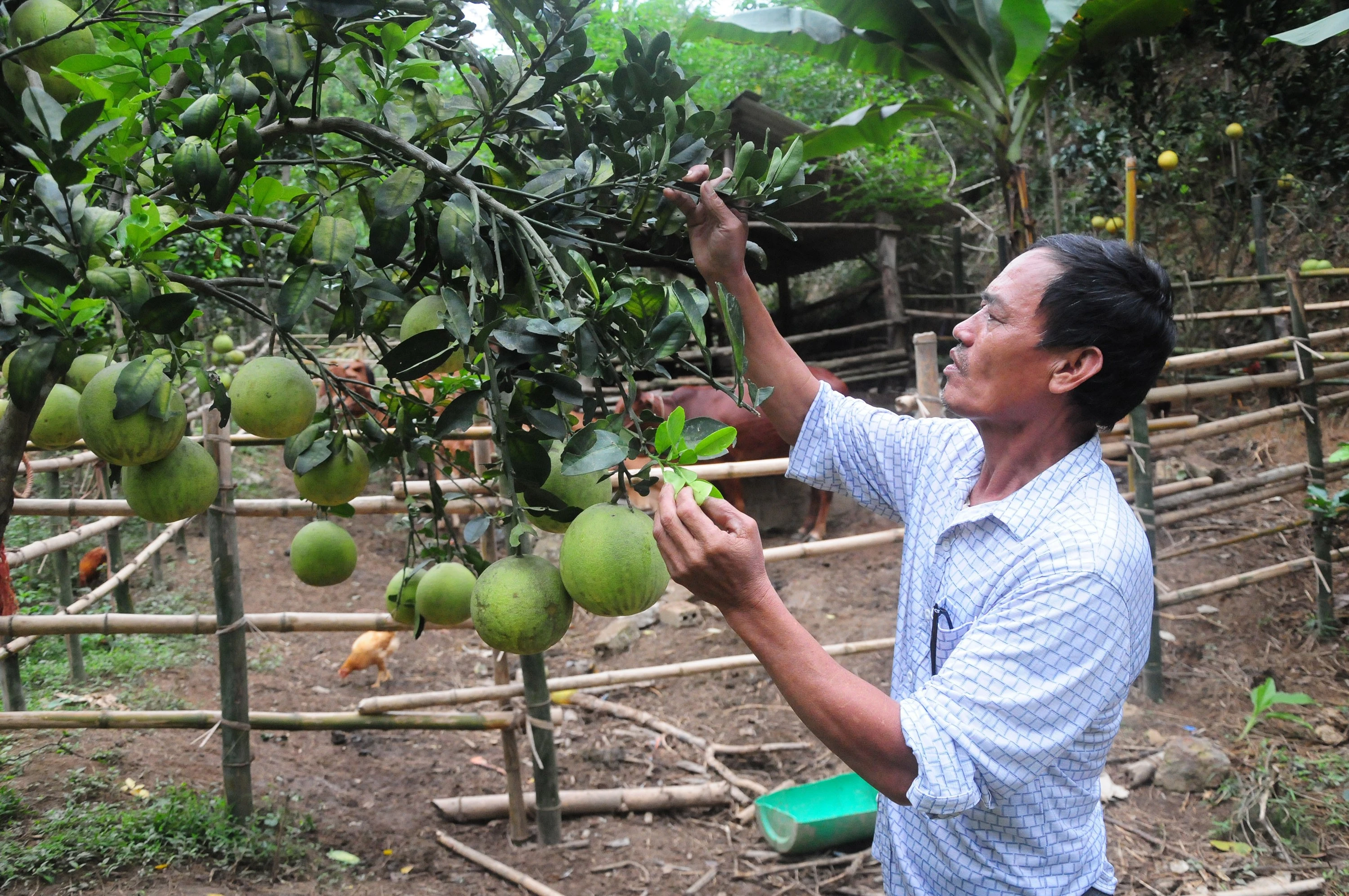 Ngôi dinh thự trăm tuổi ảnh 2