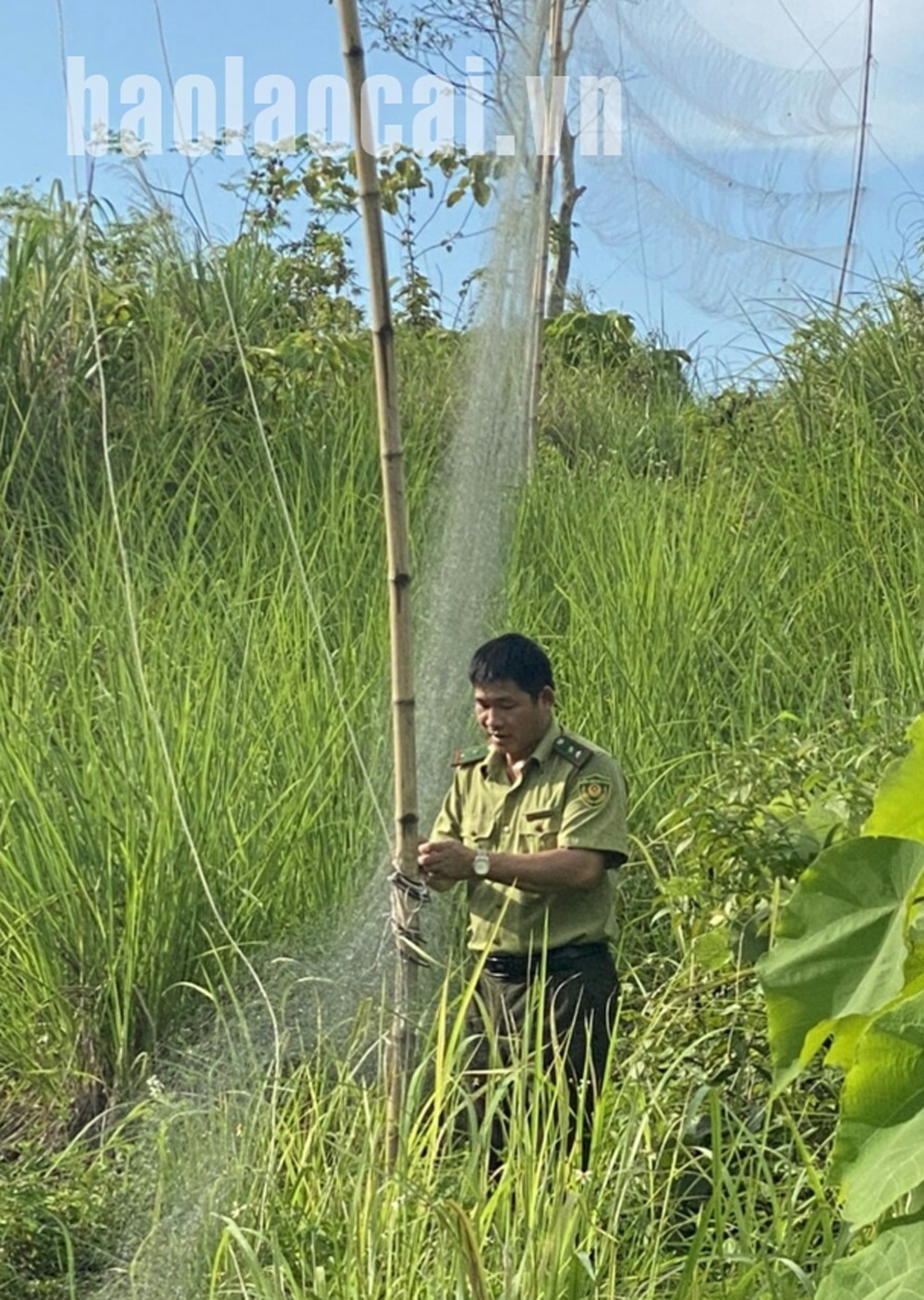 Thu giữ 1.320 mét vuông lưới bẫy chim ảnh 1 Thu giữ 1.320 mét vuông lưới bẫy chim ảnh 1