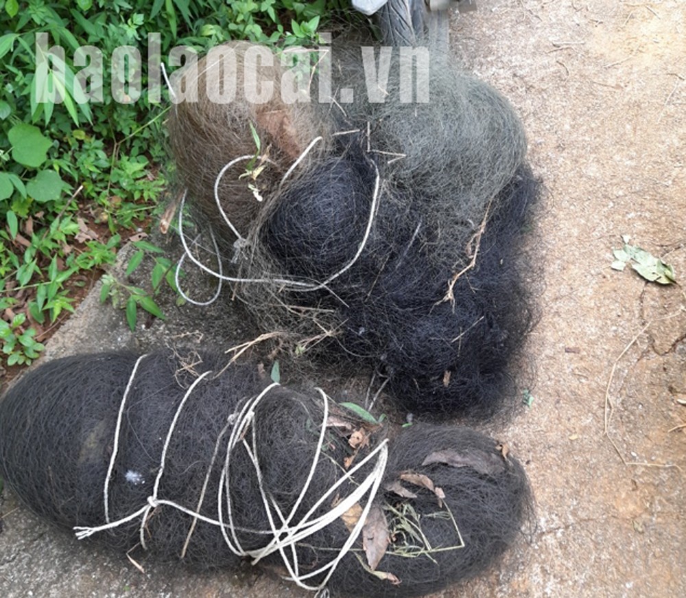 Thu giữ 1.320 mét vuông lưới bẫy chim ảnh 2 Thu giữ 1.320 mét vuông lưới bẫy chim ảnh 2