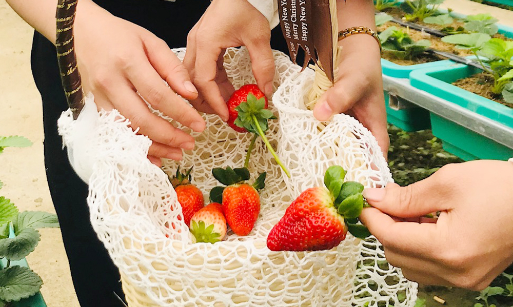 Lên Bắc Hà trải nghiệm vườn rau, quả ôn đới ảnh 4