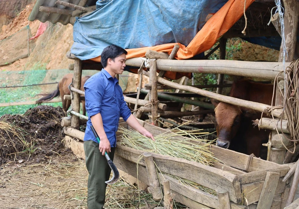 Chủ động dự trữ thức ăn cho gia súc ảnh 7