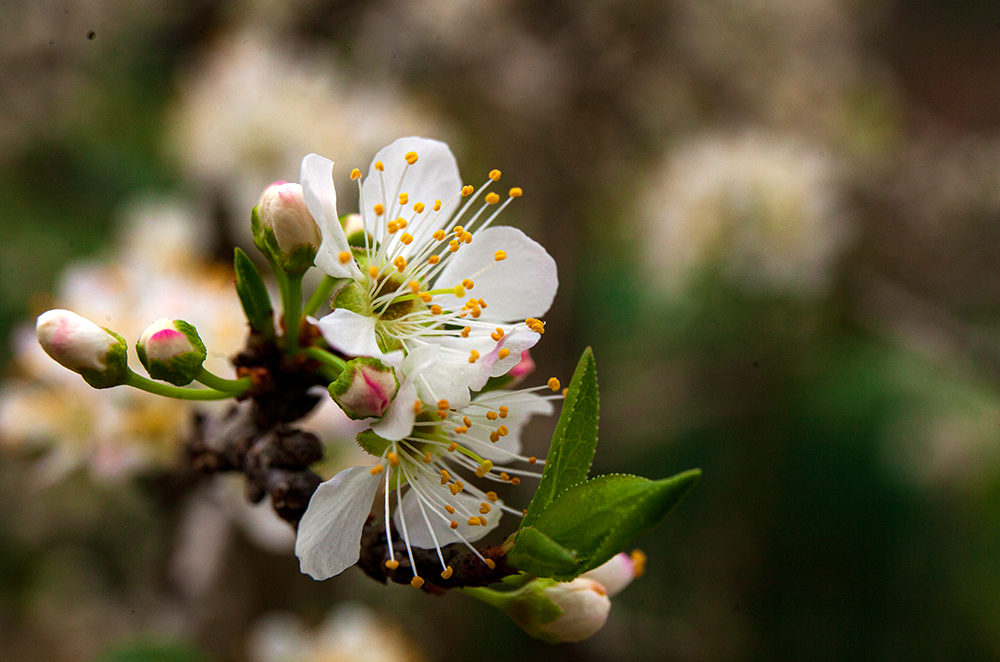 Trắng tinh khôi mùa hoa mận Bắc Hà ảnh 4