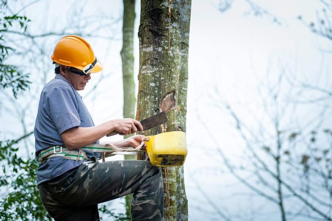 Văn Bàn: Phát triển vùng nguyên liệu bồ đề gắn với chế biến  ảnh 1
