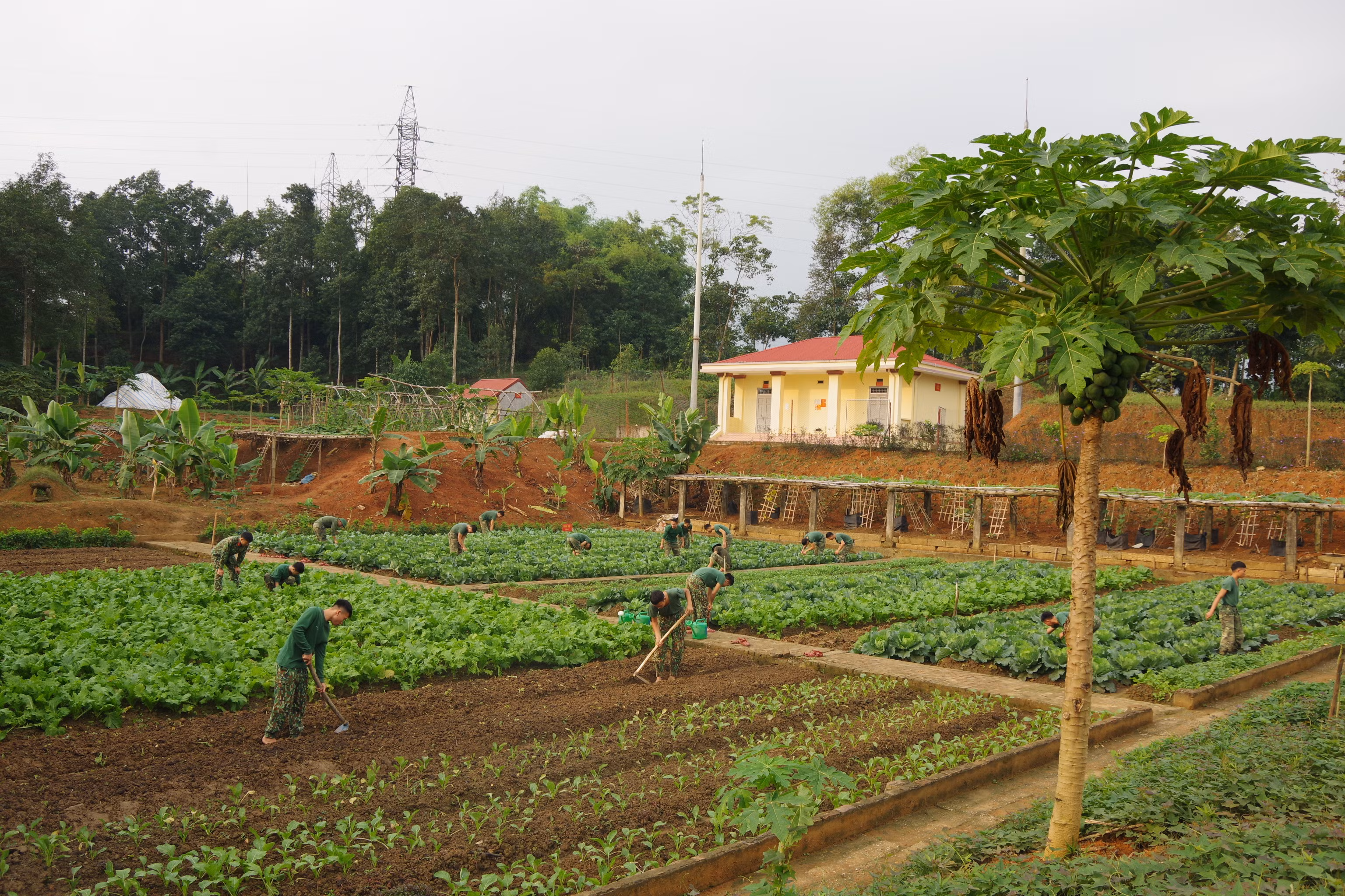Đoàn Thanh niên Công an tỉnh Lào Cai gửi tặng rau xanh cho người dân Hà Nội ảnh 1