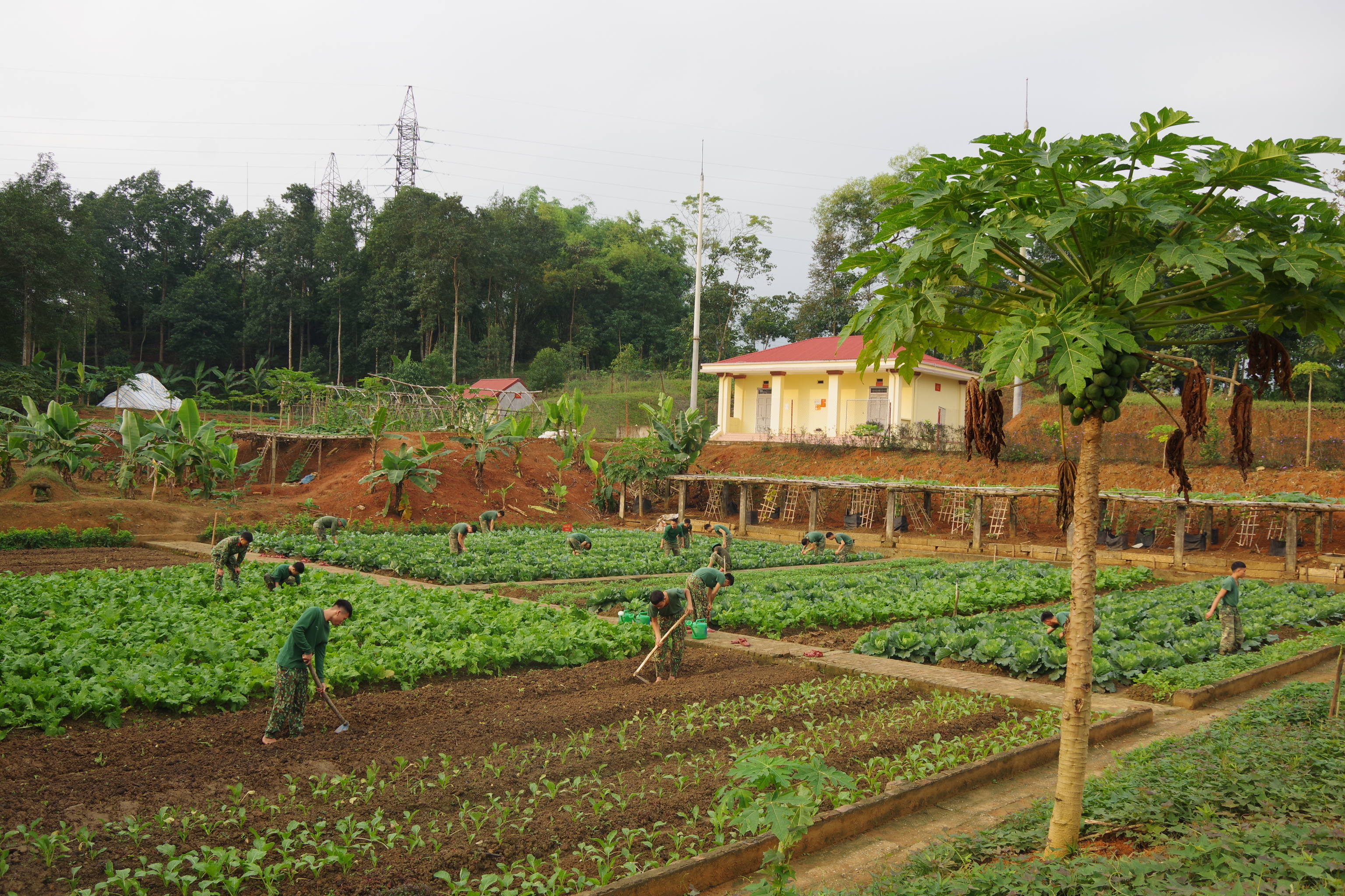 Đoàn Thanh niên Công an tỉnh Lào Cai gửi tặng rau xanh cho người dân Hà Nội ảnh 1