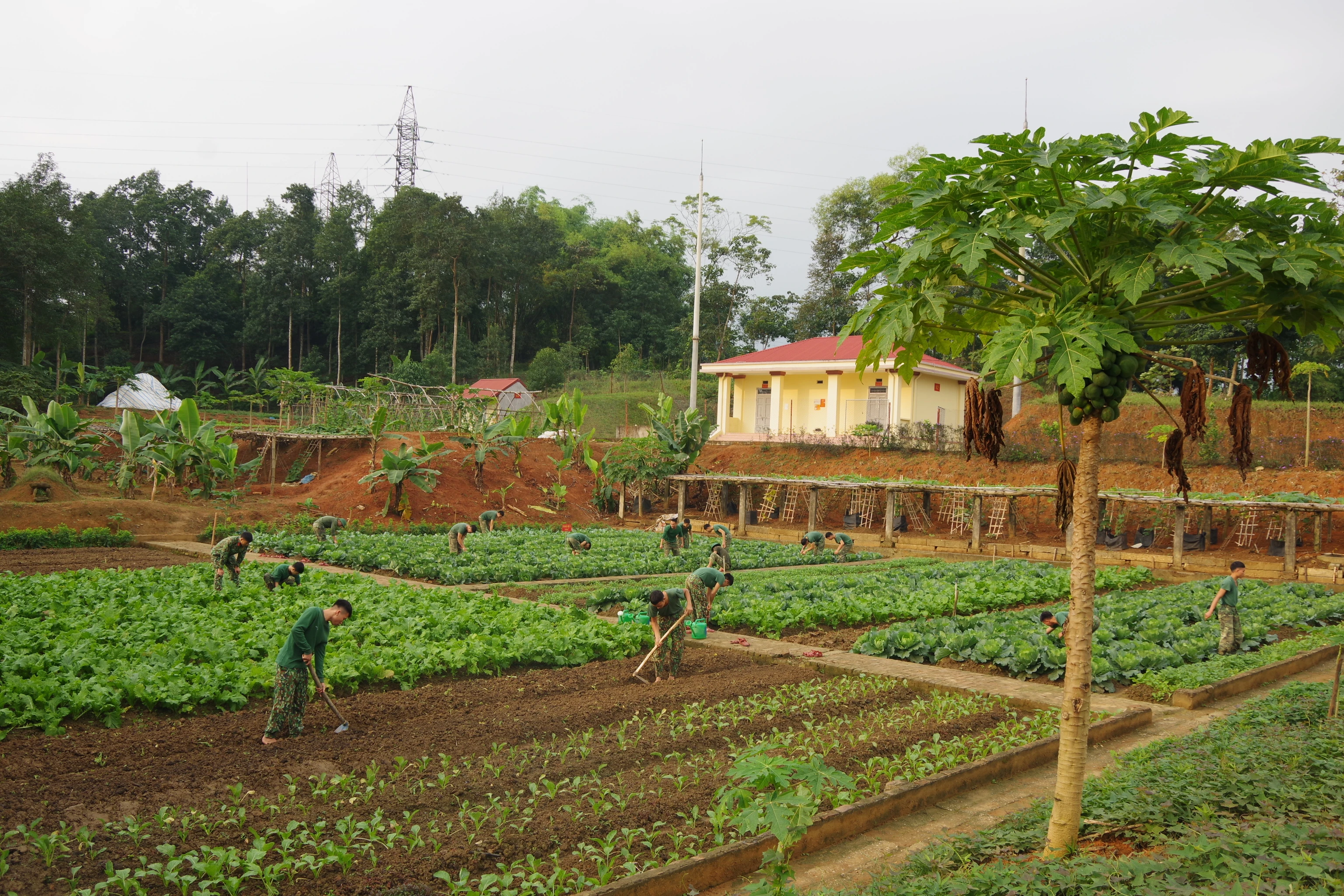 Đoàn Thanh niên Công an tỉnh Lào Cai gửi tặng rau xanh cho người dân Hà Nội ảnh 1