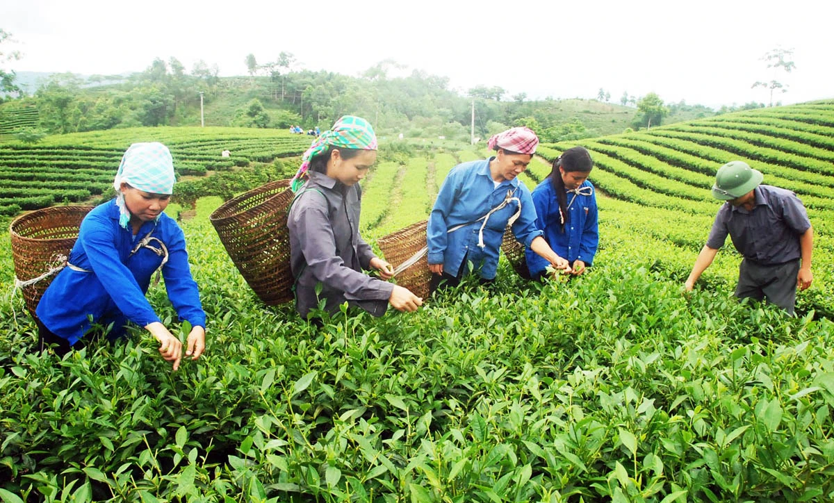 Nông dân Phú Nhuận thu hái chè vụ xuân.