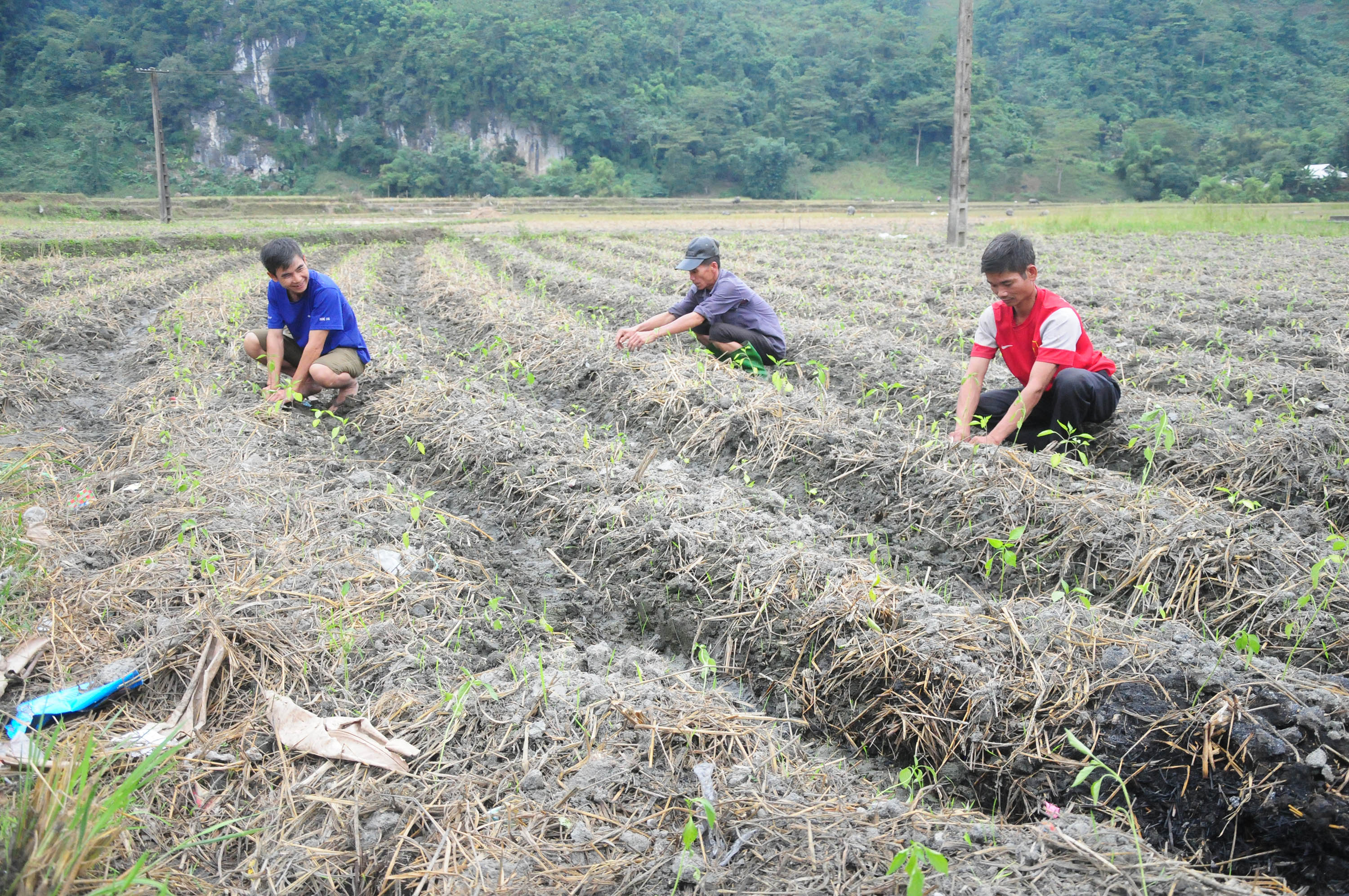 Người dân xã Hòa Mạc (Văn Bàn) chăm sóc cây ớt.