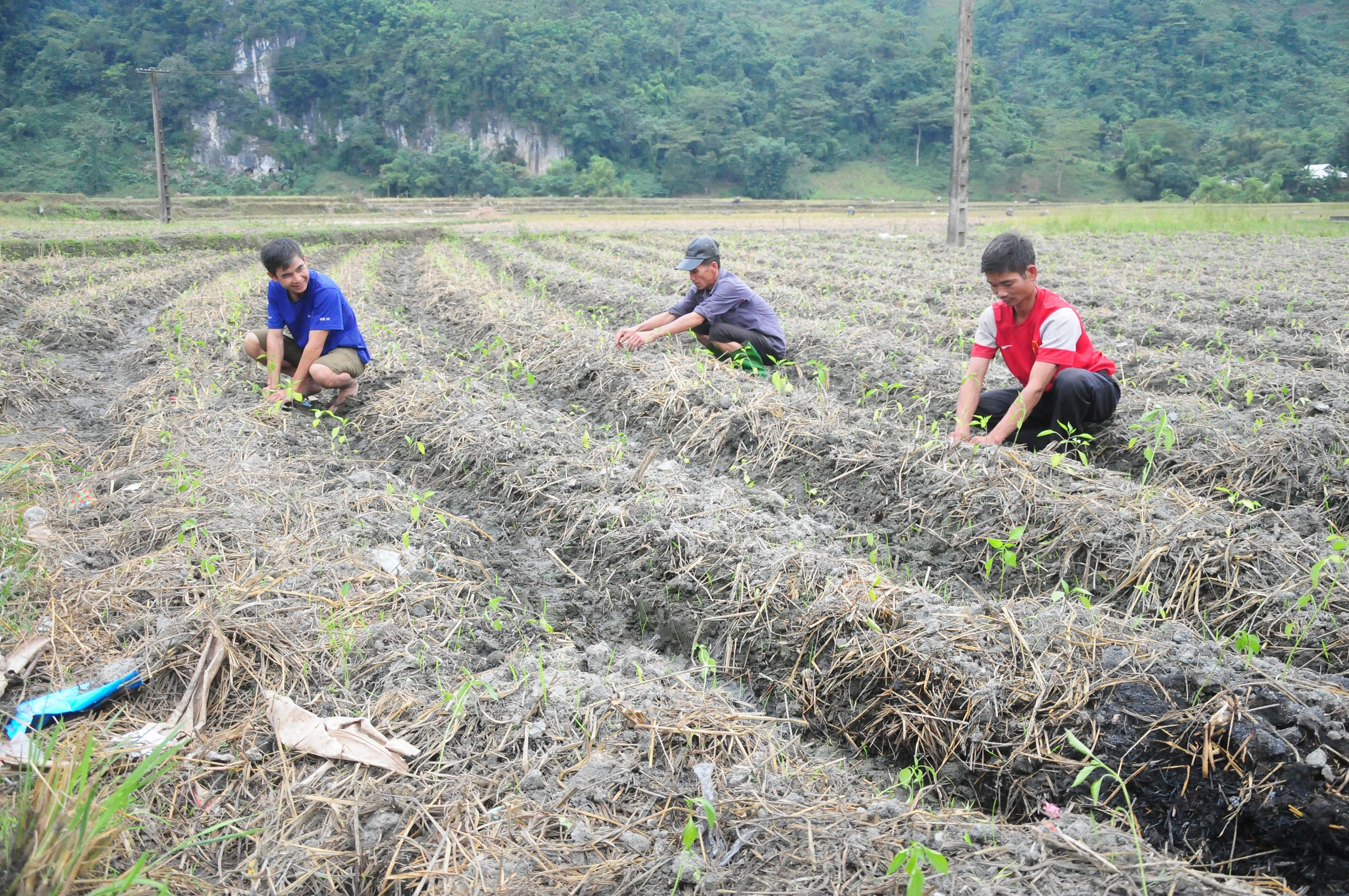 Người dân xã Hòa Mạc (Văn Bàn) chăm sóc cây ớt.