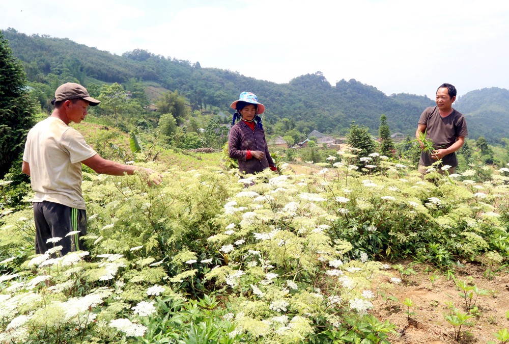 Già làng Lý Giá Xe, Bí thư Chi bộ thôn Lao Chải, xã Trịnh Tường (phải ảnh) tuy cao tuổi vẫn tích cực lao động sản xuất để con cháu noi theo.