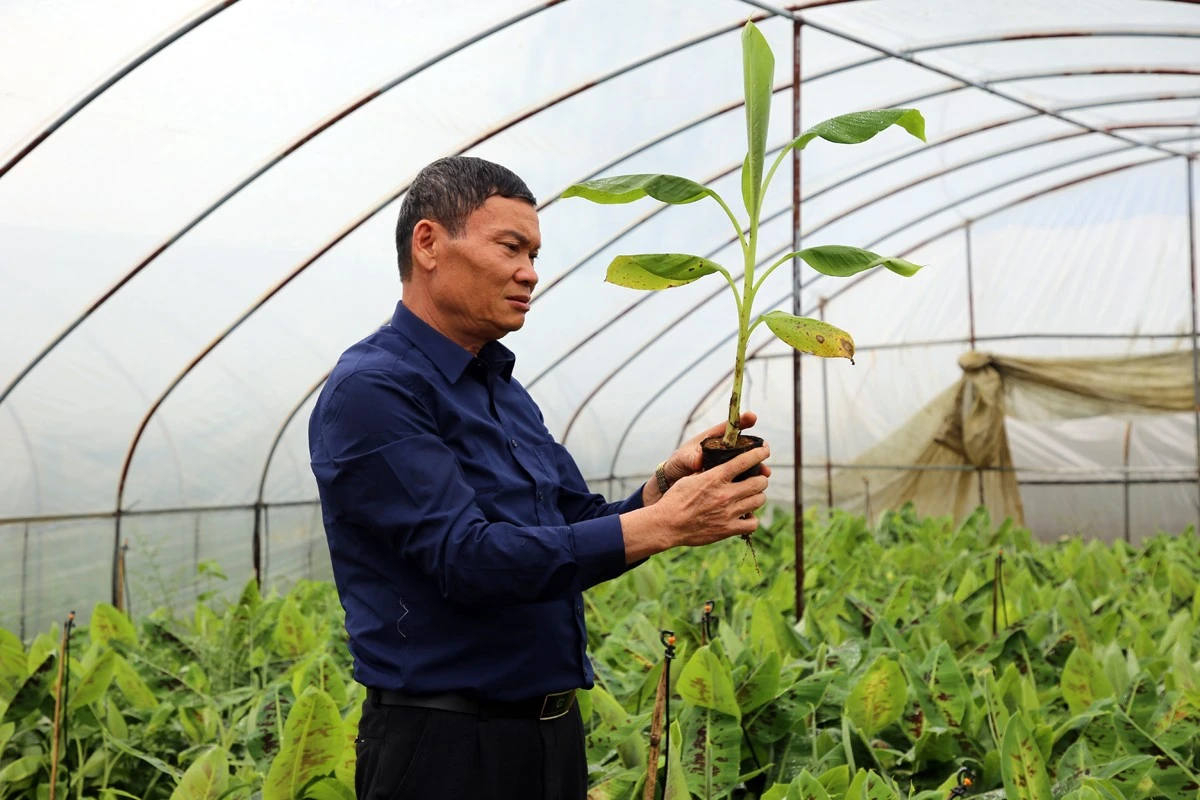 Chuyển đổi cơ cấu cây trồng để sản xuất hàng hóa ảnh 1