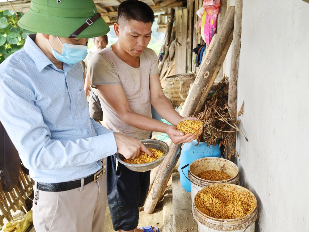 Hạt đậu tương ngâm ủ với men vi sinh để làm thức ăn cho cá.