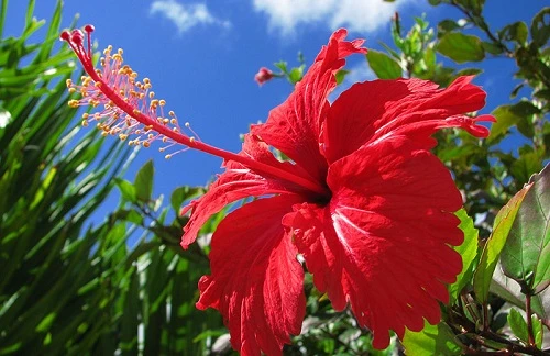 Giậu hoa râm bụt ảnh 1