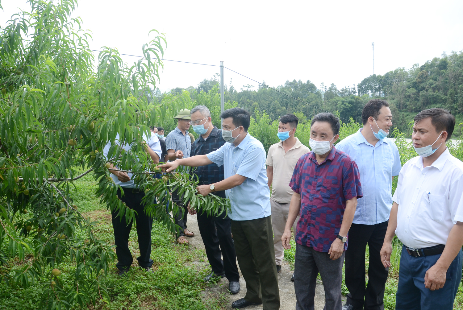 Mô hình kỹ thuật mới trồng cây đào xanh. Tham quan mô hình kỹ thuật mới trồng cây mận Tam hoa cho năng suất cao tại Trại Nghiên cứu và sản xuất rau quả Bắc Hà.