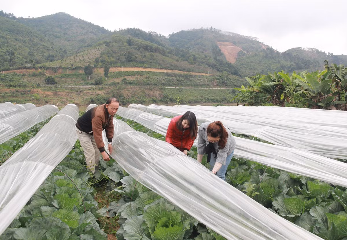 Biện pháp làm vòm che thấp giúp giảm thiệt hại do mưa lớn kéo dài.
