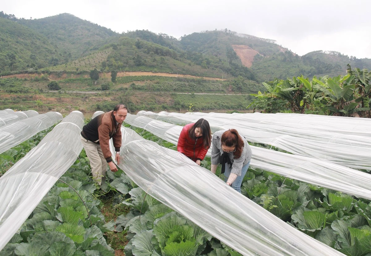 Biện pháp làm vòm che thấp giúp giảm thiệt hại do mưa lớn kéo dài.