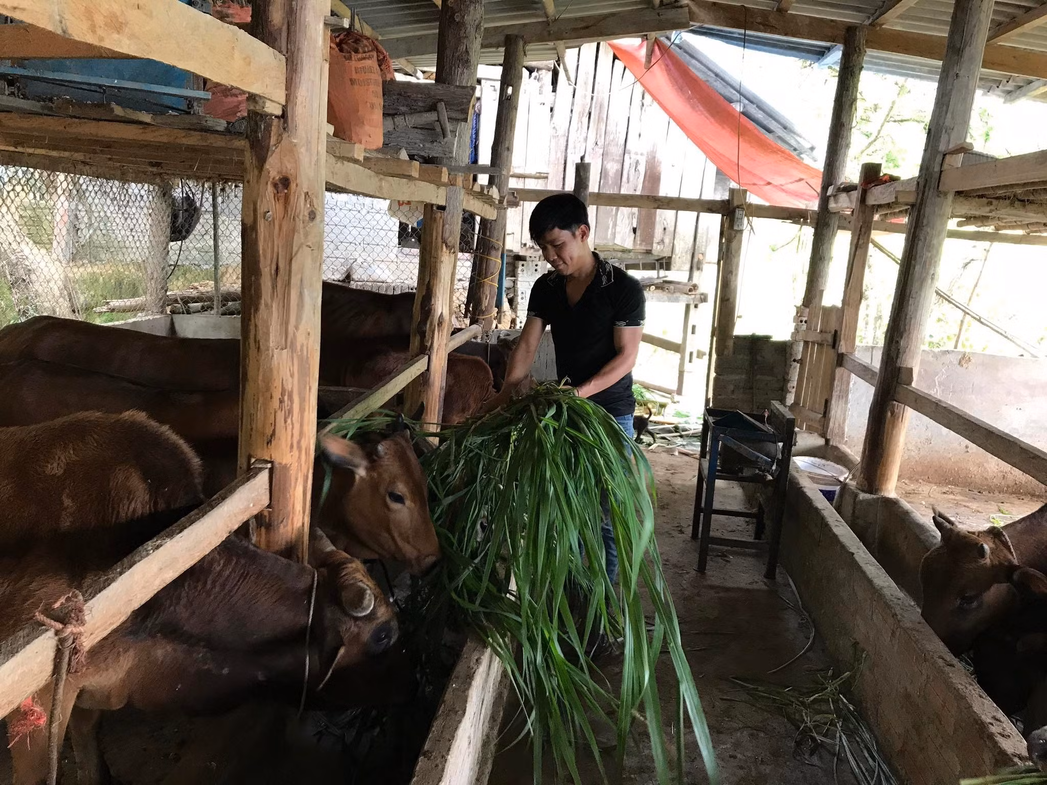 Chủ động dự trữ thức ăn cho gia súc ảnh 8