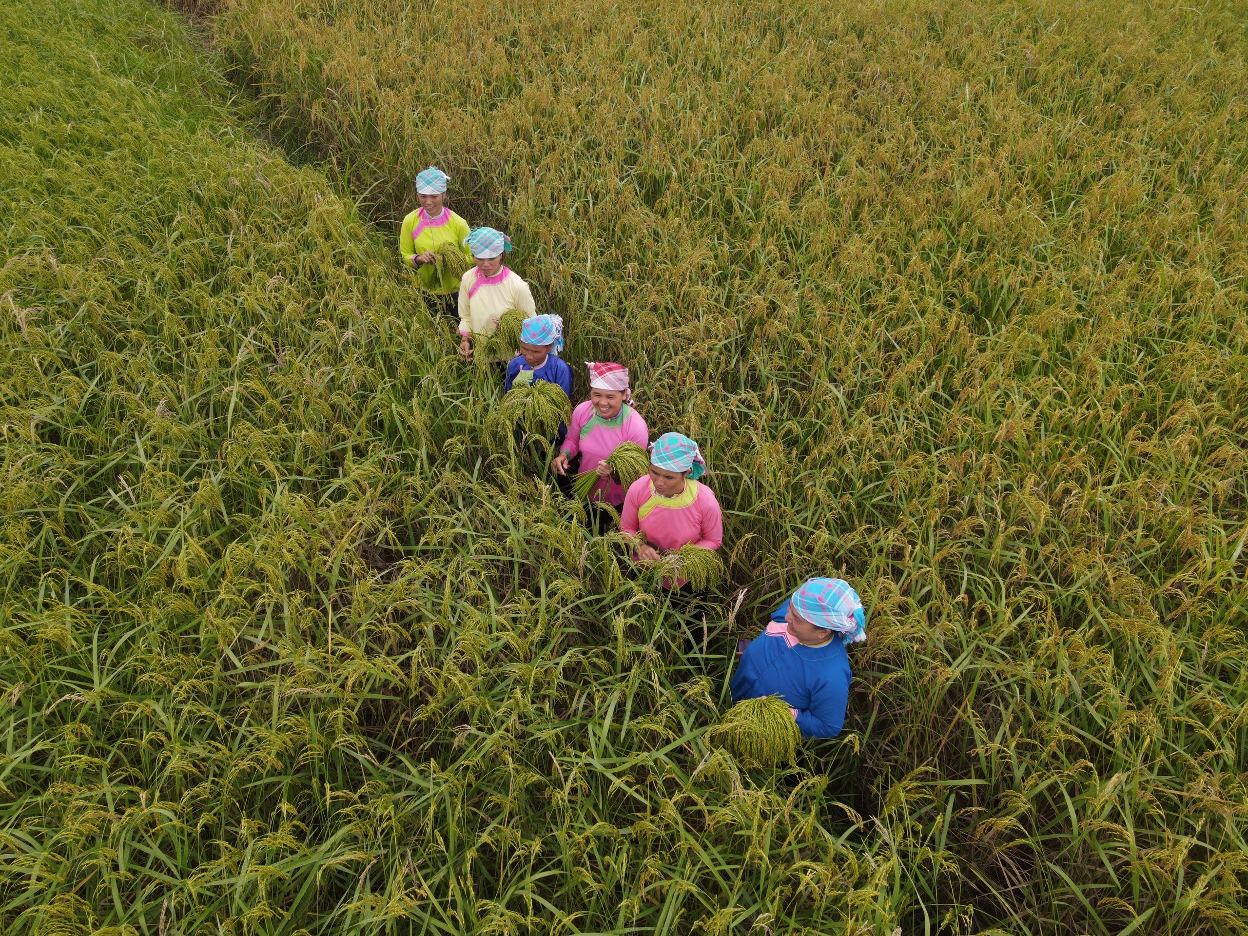 Độc đáo nghi lễ Then cốm của người Giáy xã Quang Kim ảnh 1