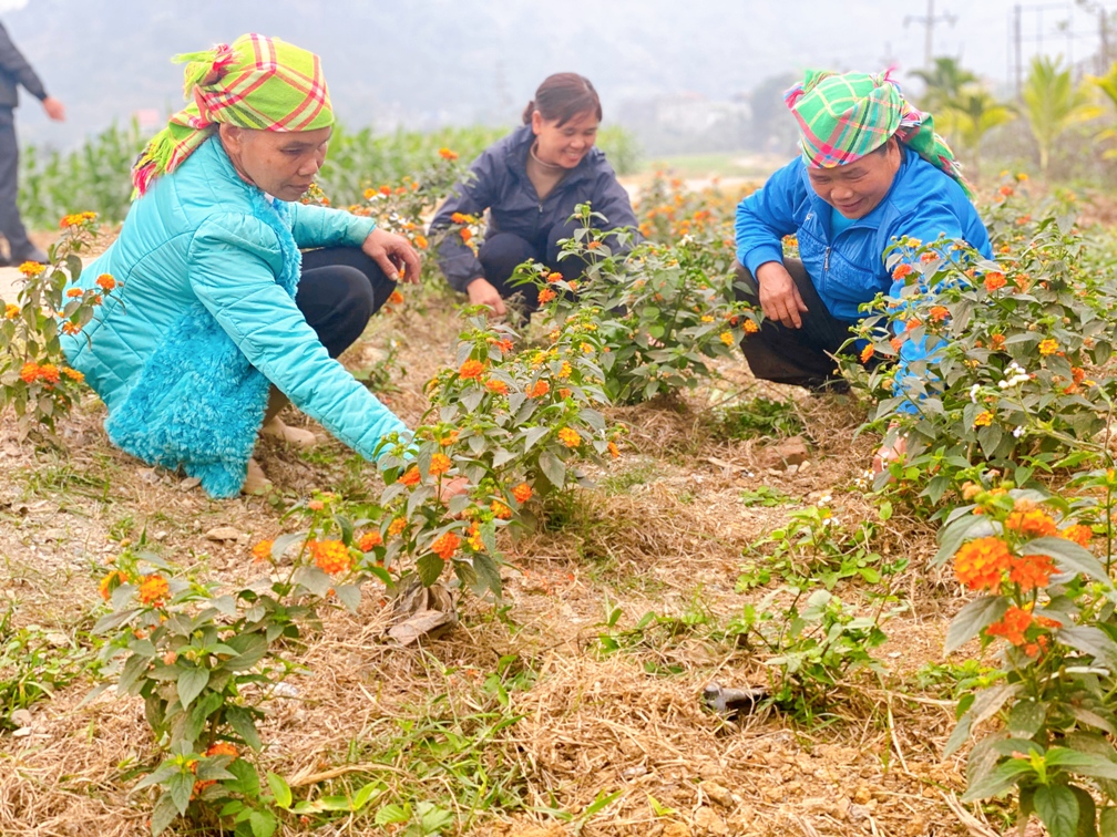 Chi hội Phụ nữ thôn Làng Pẳn chăm sóc đường hoa.