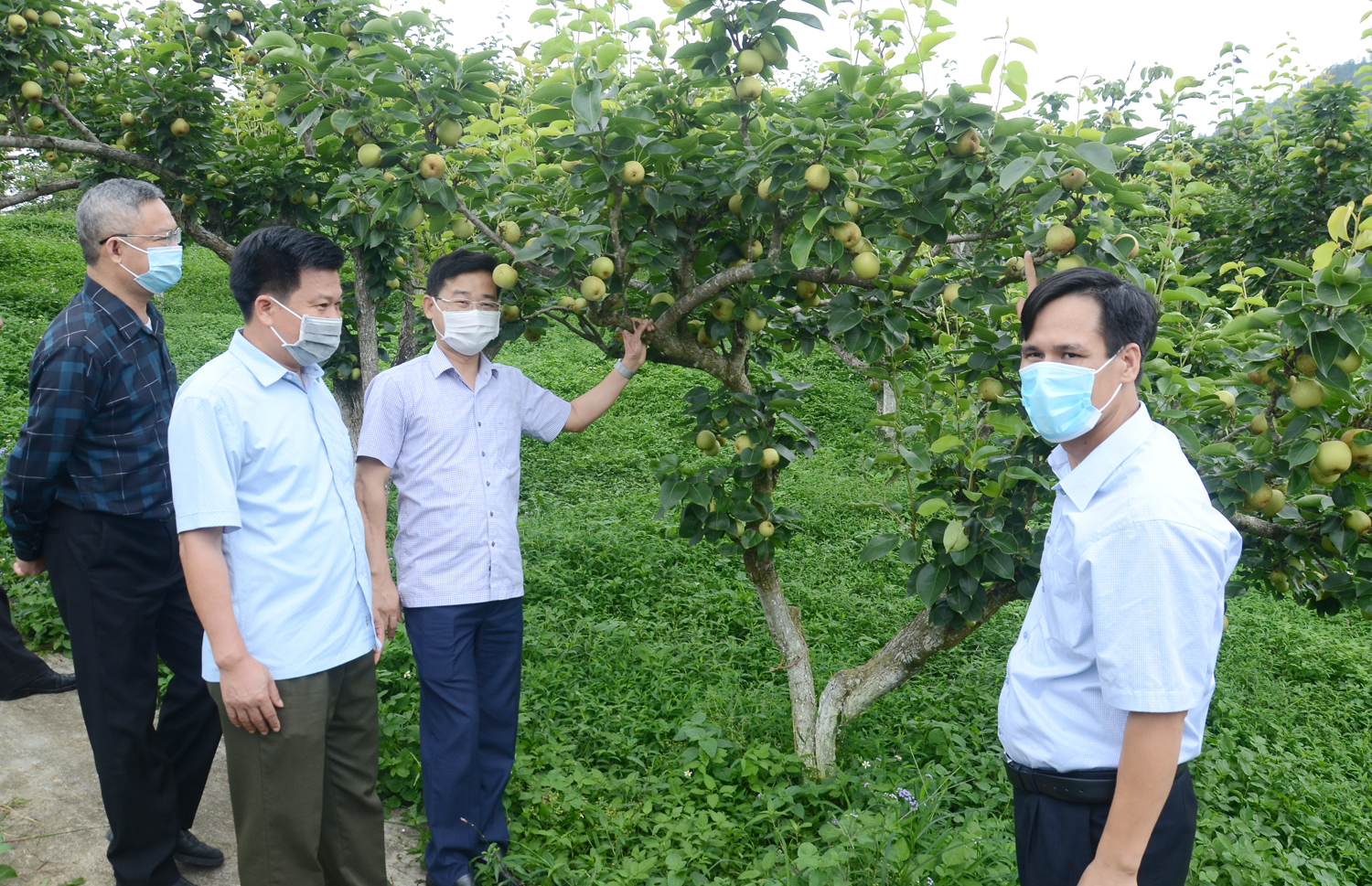 Các đại biểu tham quan mô hình trồng cây lê VH6 tại Trại Nghiên cứu và sản xuất rau quả Bắc Hà.