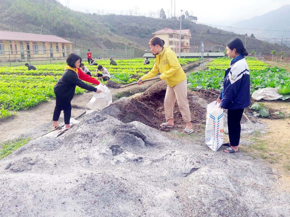 Tro từ bếp trấu được dùng để ủ phân bón cho vườn rau xanh phục vụ học sinh bán trú.