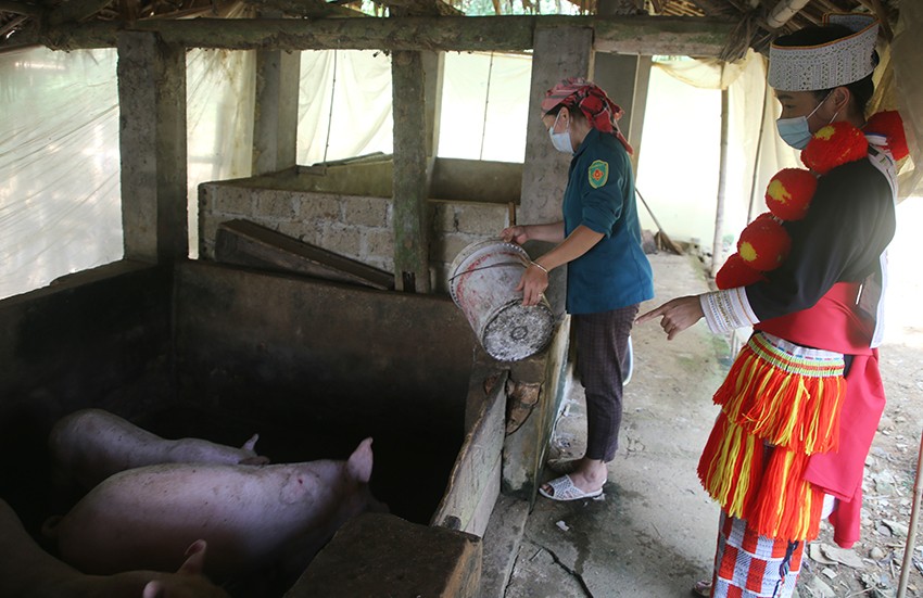 Sinh ra và lớn lên trên quê hương Tuyên Quang, nhưng sau khi tốt nghiệp chuyên ngành điều dưỡng của Trường Cao đẳng Y dược Hà Nội, Phùng Thị Hợp từ chối cơ hội việc làm tại nơi phồn hoa đô thị để theo chồng về Lào Cai lập nghiệp. Đưa ra quyết định này, vợ chồng cô mong muốn được mang kiến thức đã học về xây dựng quê hương và có thời gian để phụng dưỡng cha mẹ già. Trên quê hương mới, Phùng Thị Hợp không ngừng nỗ lực vươn lên khẳng định mình trong mọi lĩnh vực của đời sống. Cô cùng chồng luôn nêu cao tinh thần trách nhiệm xây dựng gia đình văn hóa, phụng dưỡng bố mẹ và nuôi dạy các con thật tốt. Trong phát triển kinh tế, gia đình cô luôn là “địa chỉ đỏ” để các thanh niên trong thôn, xã đến học tập kinh nghiệm. Trẻ tuổi, dám nghĩ, dám làm, vợ chồng cô là hộ tiên phong nuôi thử nghiệm ếch thương phẩm trên địa bàn xã với quy mô gần 3.000 con. Ngoài ra, gia đình cô còn kinh doanh dịch vụ xay xát, mở cửa hàng tạp hóa, có 3 ao thả cá các loại, hơn 3 ha rừng trồng cây quế, nuôi 4 con lợn nái, gần 30 con lợn thịt và lợn con... Những cố gắng của Phùng Thị Hợp trong phát triển kinh tế, xây dựng gia đình văn hóa được Chi ủy, Chi bộ Sung 2 ghi nhận và đánh giá cao, từ đó có kế hoạch bồi dưỡng, tạo nguồn đảng viên mới. Được sự quan tâm bồi dưỡng của Chi bộ và nỗ lực vươn lên của bản thân, tháng 6 vừa qua, Phùng Thị Hợp vinh dự được trở thành đảng viên Đảng Cộng sản Việt Nam (trong ảnh: Bí thư Huyện ủy Văn Bàn Nguyễn Thành Sinh trao quyết định kết nạp Đảng cho đảng viên Phùng Thị Hợp). Đảng viên Phùng Thị Hợp đọc lời tuyên thệ... ... Từ khi trở thành đảng viên, Phùng Thị Hợp luôn nêu cao tinh thần trách nhiệm, tích cực tham gia đóng góp ý kiến xây dựng Chi bộ vững mạnh. (Trong ảnh: Phùng Thị Hợp tham gia ý kiến về lãnh đạo nhân dân phát triển kinh tế trong bối cảnh phòng, chống dịch Covid-19, tại cuộc họp Chi bộ Sung 2 được tổ chức vào đầu tháng 7/2021). Những ngày này, khi dịch Covid-19 diễn biến phức tạp, tạm gác lại việc nhà, Phùng Thị Hợp dành thời gian đi tuyên truyền, vận động người dân thực hiện nghiêm các quy định về phòng dịch. Ngoài kiến thức y khoa đã được học, hành trang cô mang theo khi đi tuyên truyền là những gói khẩu trang tự mình mua để tặng cho những người ra đường quên mang khẩu trang. Phát huy tinh thần đảng viên, Phùng Thị Hợp tích cực đến từng hộ dân trên địa bàn vận động phát triển kinh tế và chia sẻ những kinh nghiệm đã tích lũy được trong sản xuất. (Trong ảnh: Phùng Thị Hợp chia sẻ kinh nghiệm chăm sóc lợn thịt cho chị Hoàng Thị Thu, thôn Sung 1). Là người dân tộc Dao, lấy chồng dân tộc Tày, nên Phùng Thị Hợp luôn chủ động gặp những người lớn tuổi trong thôn để tìm hiểu và tích lũy kiến thức về văn hóa truyền thống của đồng bào Tày với mong muốn nâng cao hiểu biết và giữ gìn, bảo tồn những giá trị truyền thống.