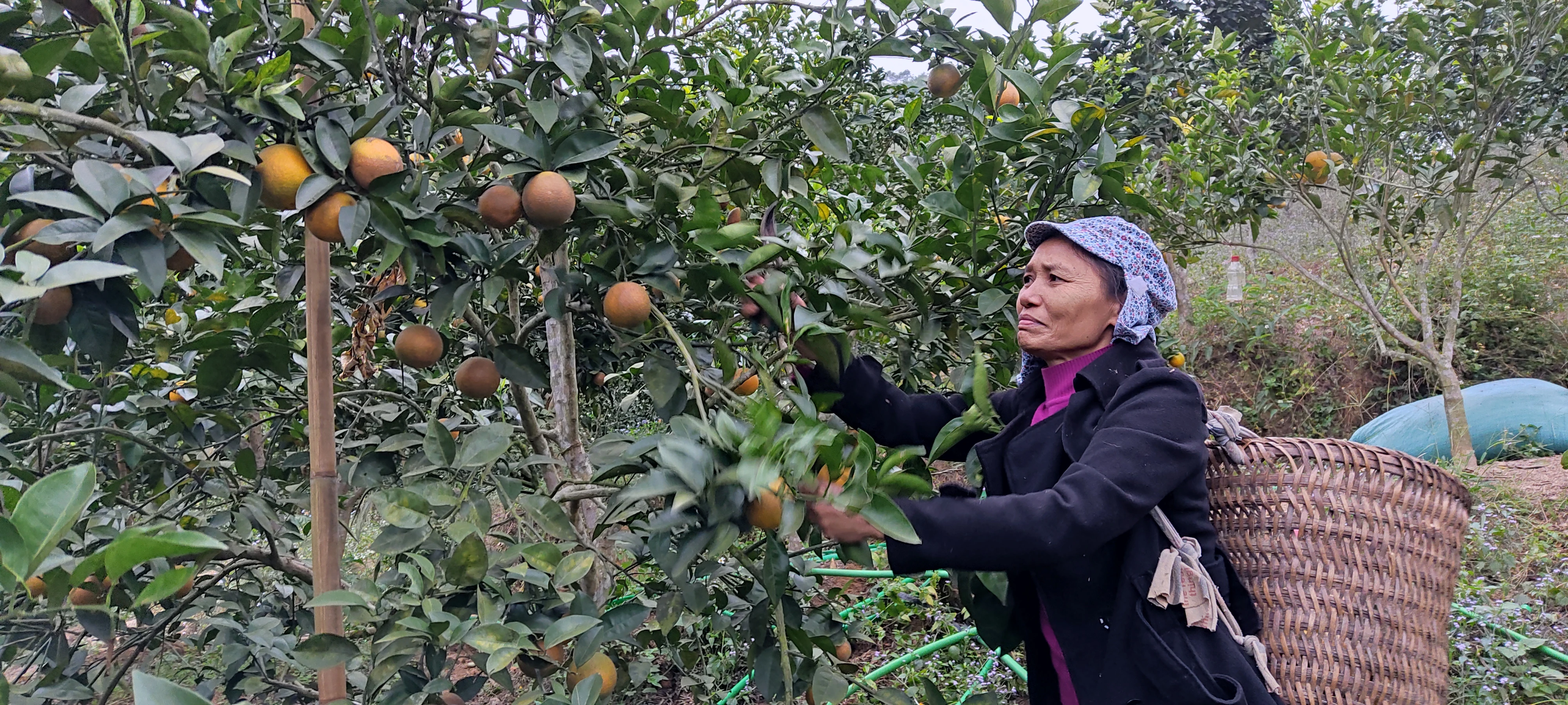 Mô hình trồng cây ăn quả ở Kim Sơn cho hiệu quả kinh tế cao.