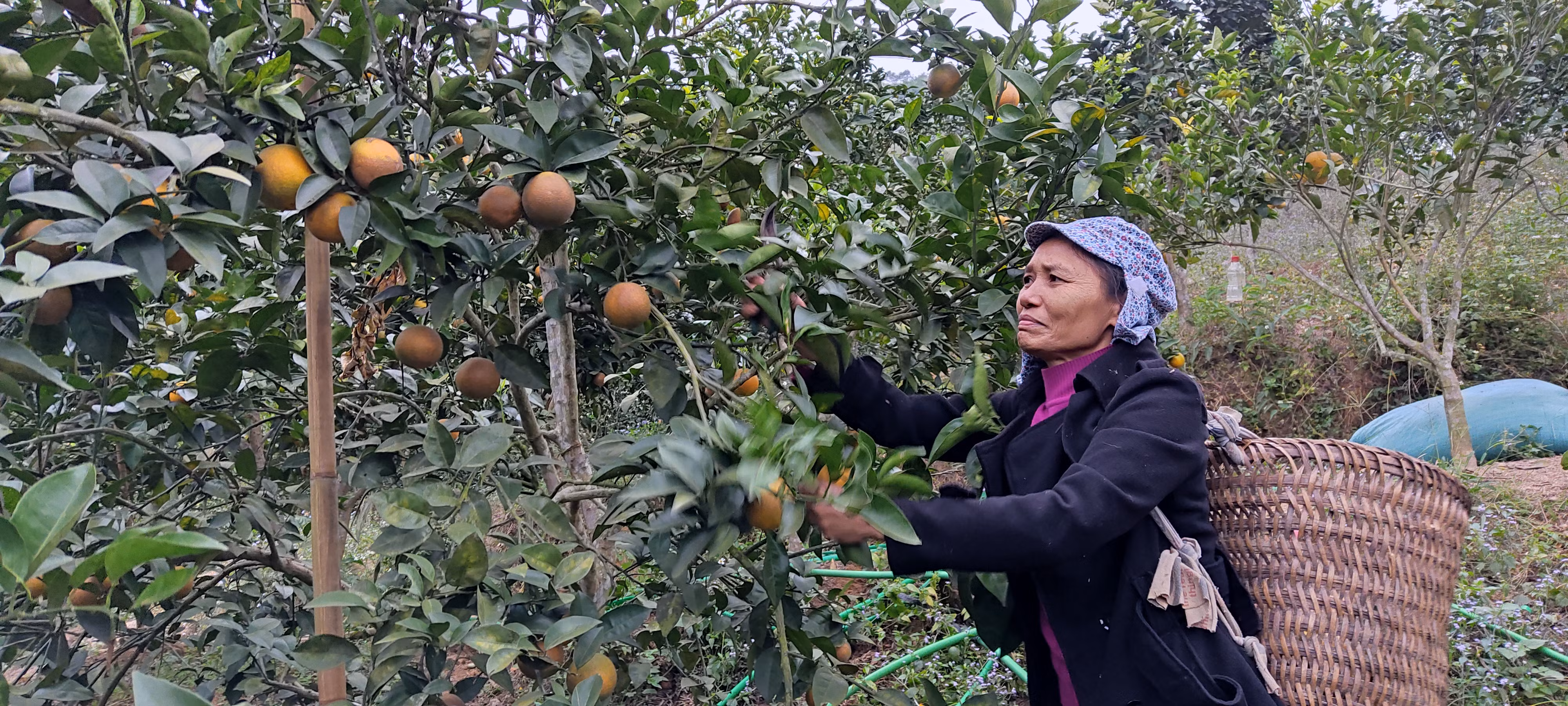 Mô hình trồng cây ăn quả ở Kim Sơn cho hiệu quả kinh tế cao.