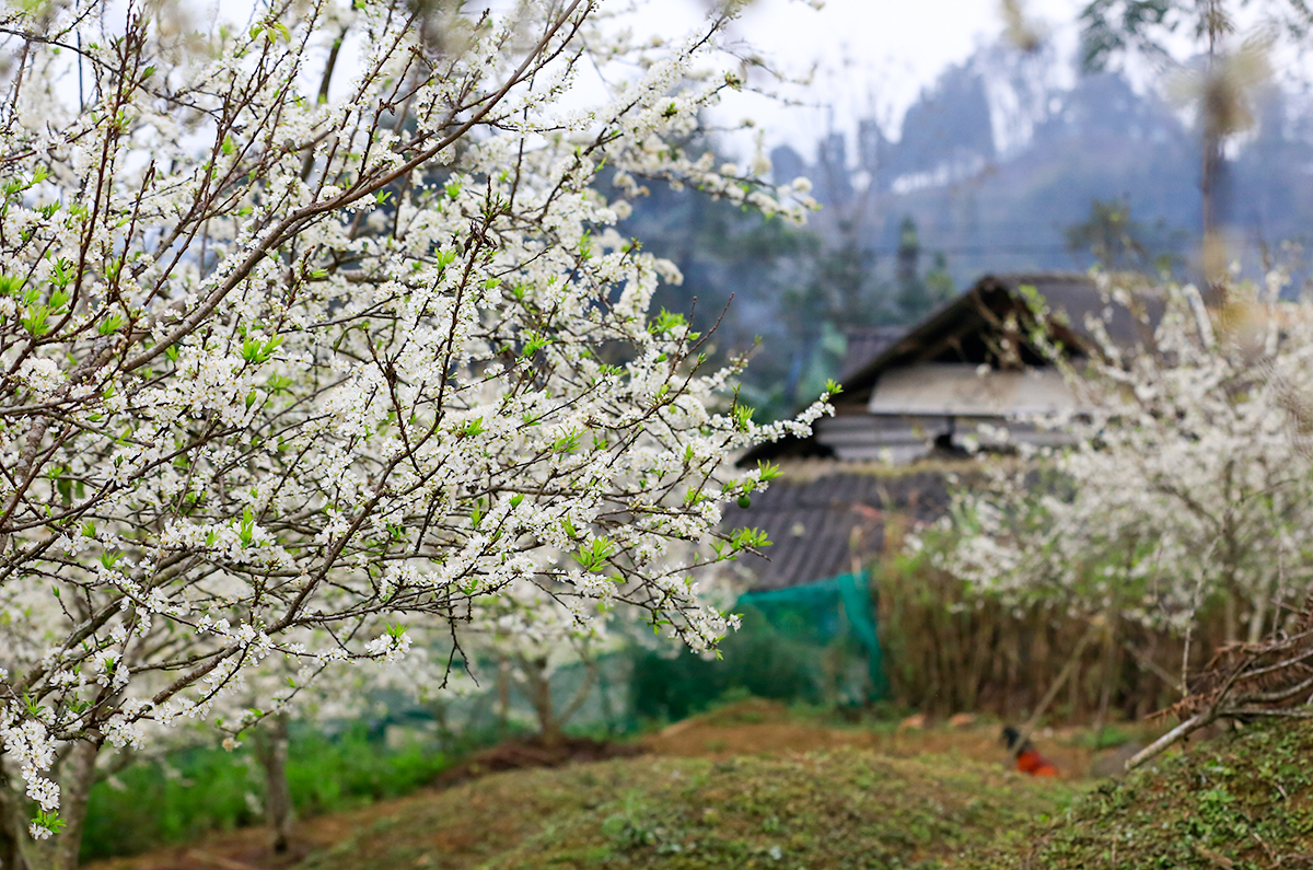 Trắng tinh khôi mùa hoa mận Bắc Hà ảnh 5