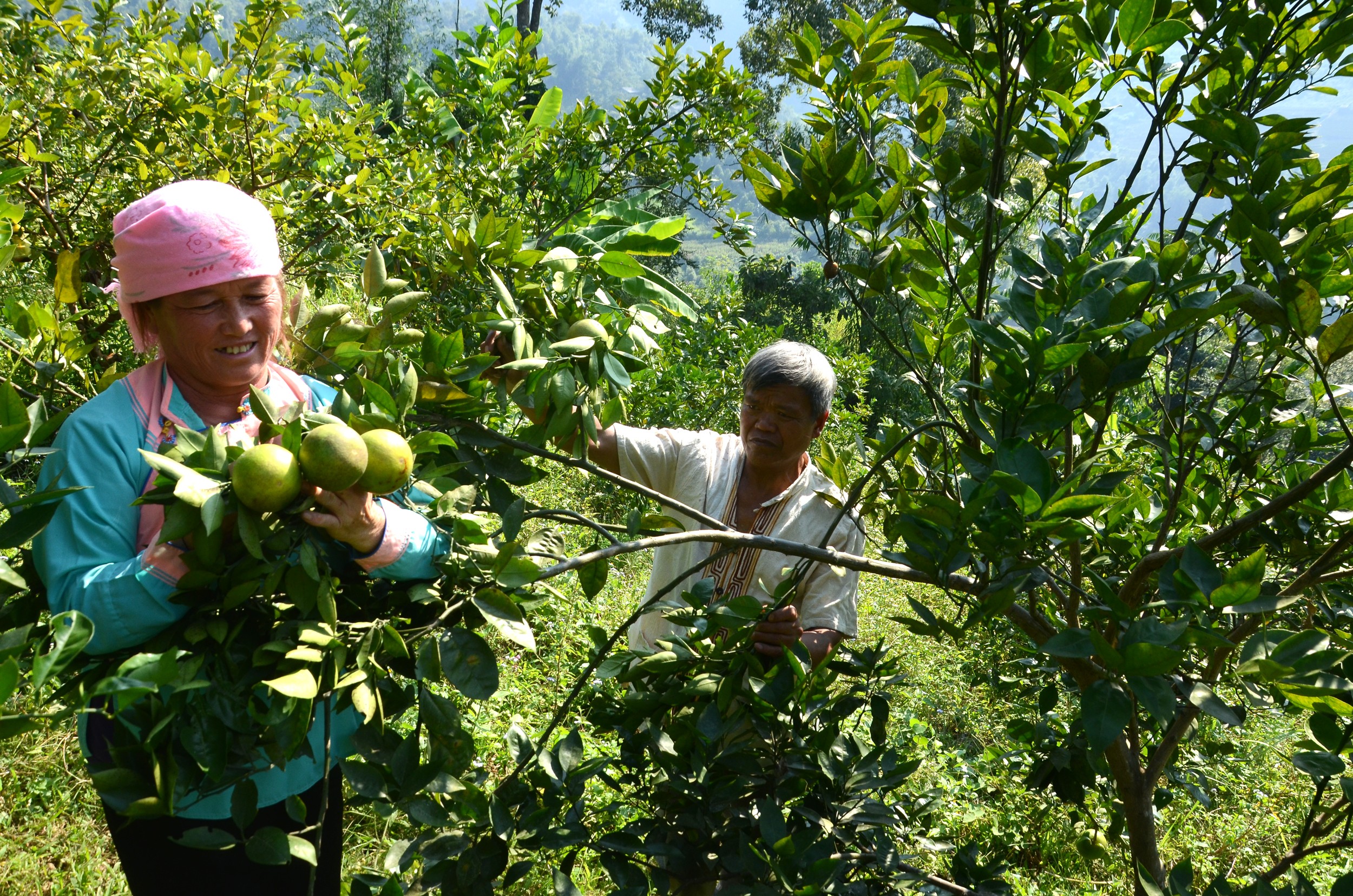 Phát huy tính tiền phong của đảng viên người dân tộc thiểu số ảnh 4 Phát huy tính tiền phong của đảng viên người dân tộc thiểu số ảnh 4