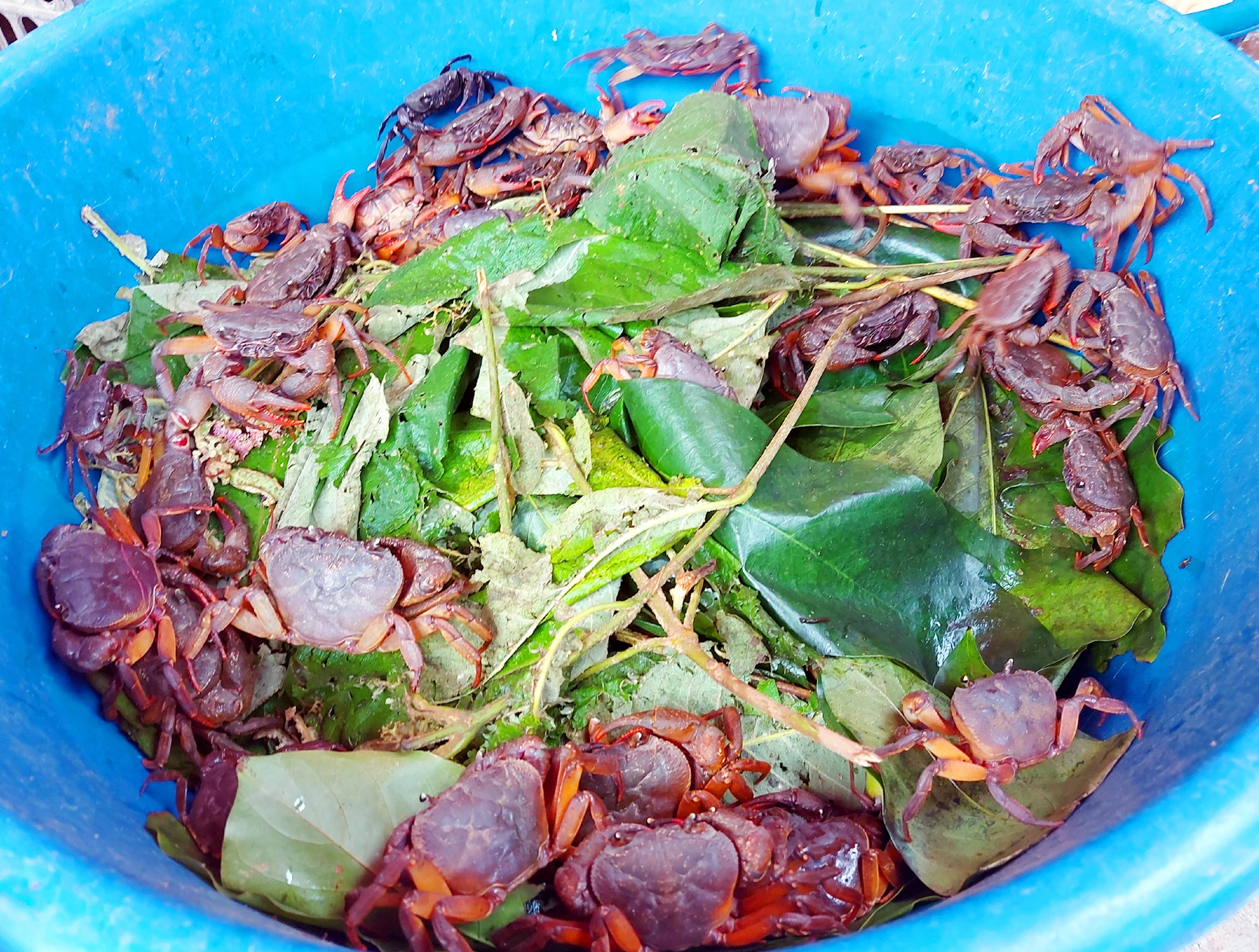 Tuổi thơ đi bắt cua đồng ảnh 1