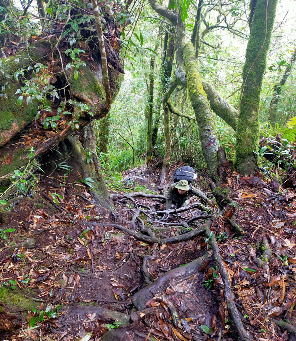 Chú trọng bảo vệ rừng dịp Tết Nguyên đán ảnh 1