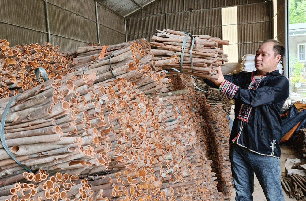 Đảng viên Triệu Phúc Lý thành công với mô hình phát triển kinh tế tại địa phương. Đảng viên Triệu Phúc Lý thành công với mô hình phát triển kinh tế tại địa phương.