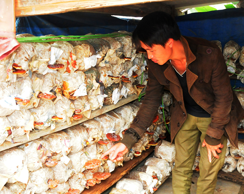 Anh Dũng kiểm tra sự phát triển của nấm linh chi.