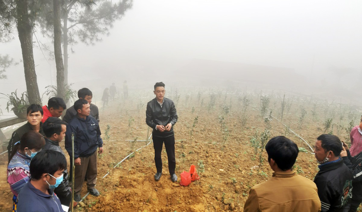 Cán bộ HTX Cồ Dề Chải (Bắc Hà) hướng dẫn kỹ thuật trồng cho người dân. Cán bộ HTX Cồ Dề Chải (Bắc Hà) hướng dẫn kỹ thuật trồng cho người dân.