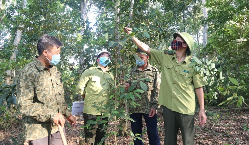 Bài 3: Chung sức giữ màu xanh đại ngàn ảnh 2