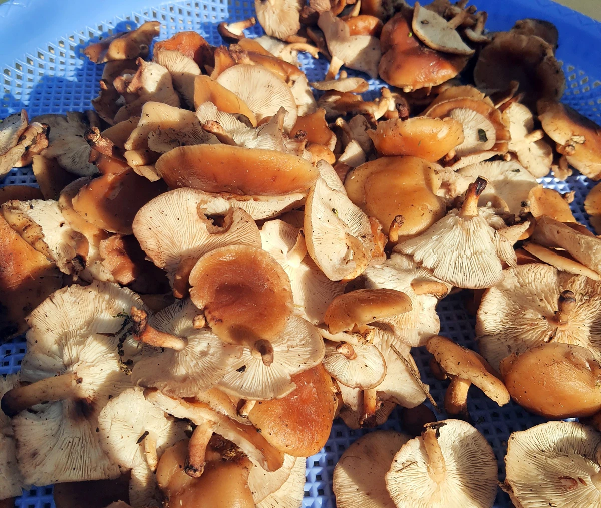 Nấm hương rừng Y Tý.