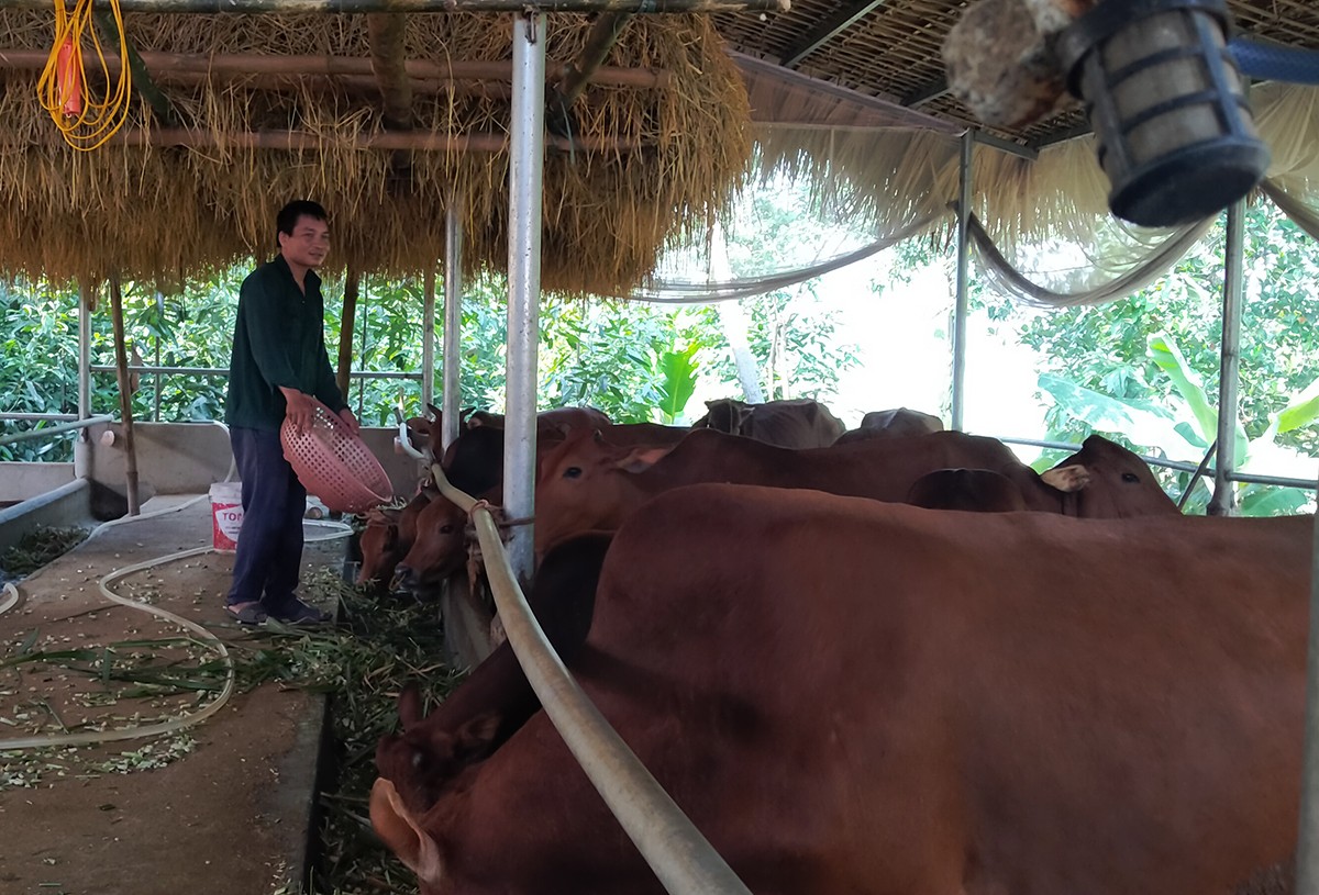 Đảng viên trẻ - lực lượng xung kích để Võ Lao tự tin vững bước ảnh 1 Đảng viên trẻ - lực lượng xung kích để Võ Lao tự tin vững bước ảnh 1