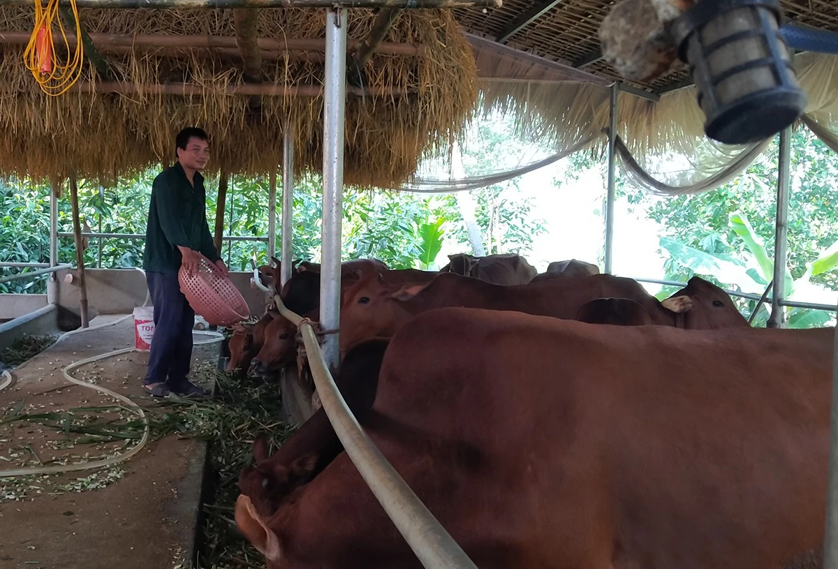 Đảng viên trẻ - lực lượng xung kích để Võ Lao tự tin vững bước ảnh 1