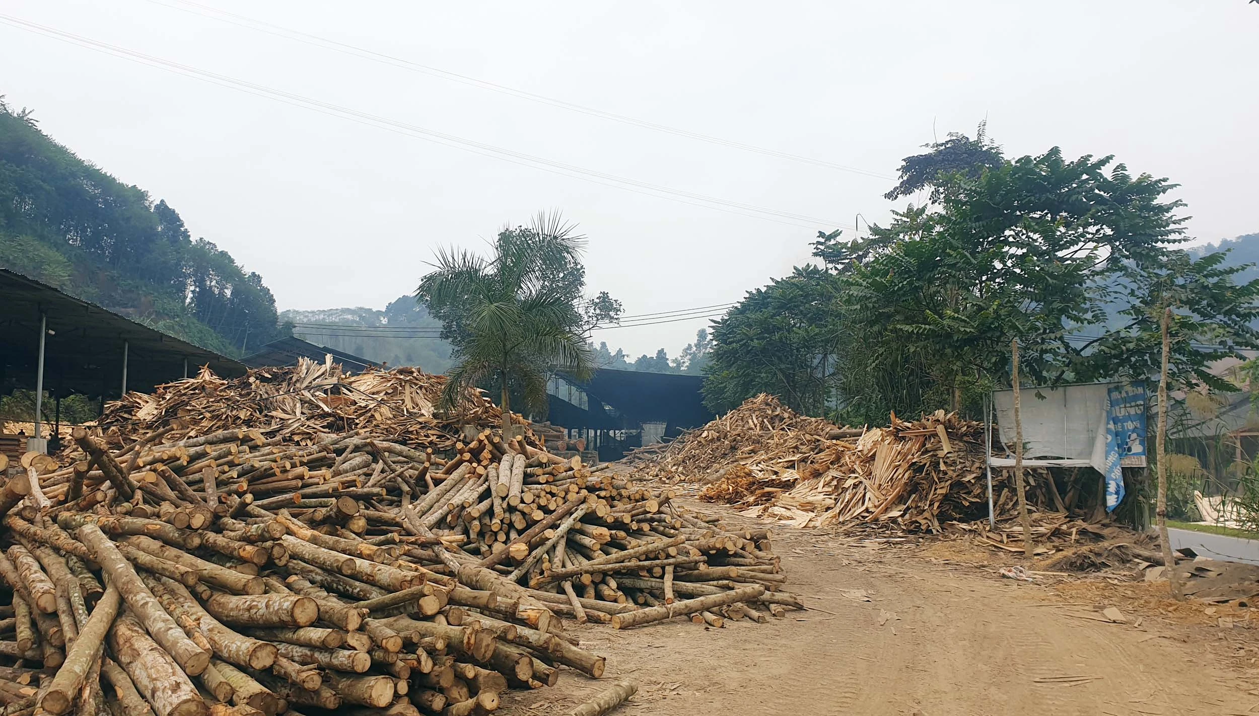 Khó khăn trong quản lý cơ sở chế biến lâm sản ảnh 1