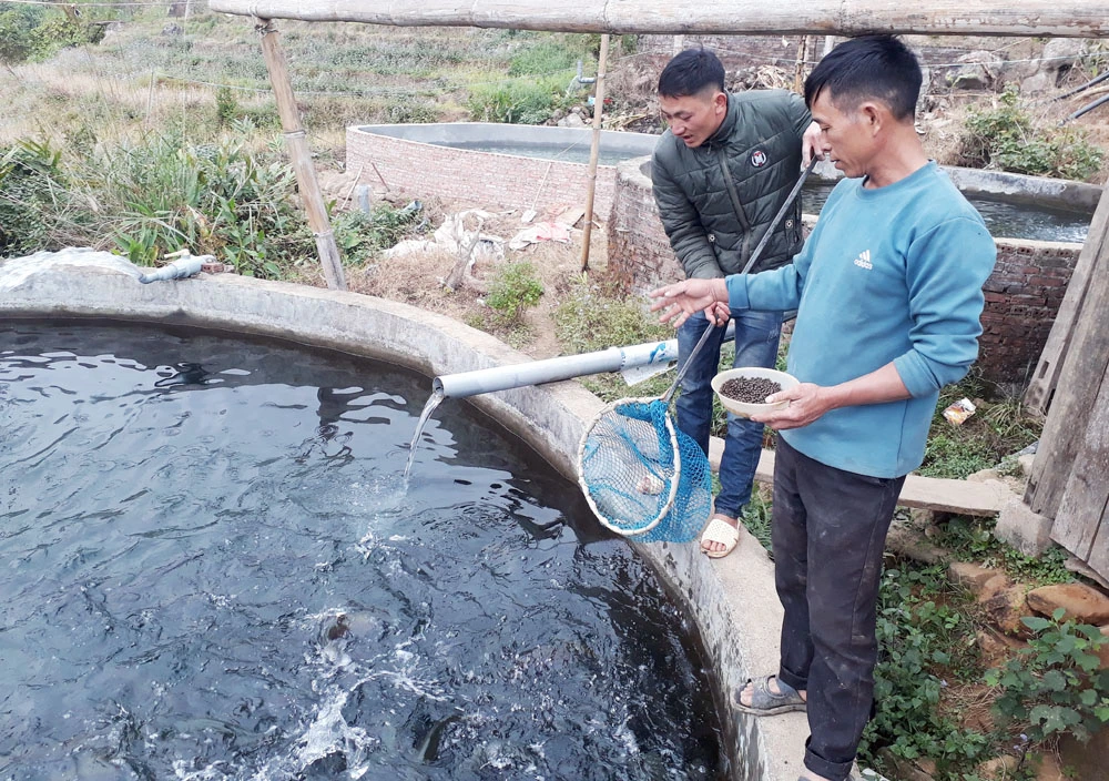 Ông Vàng Sin Phà lo lắng vì giá cá hồi năm nay giảm sâu.
