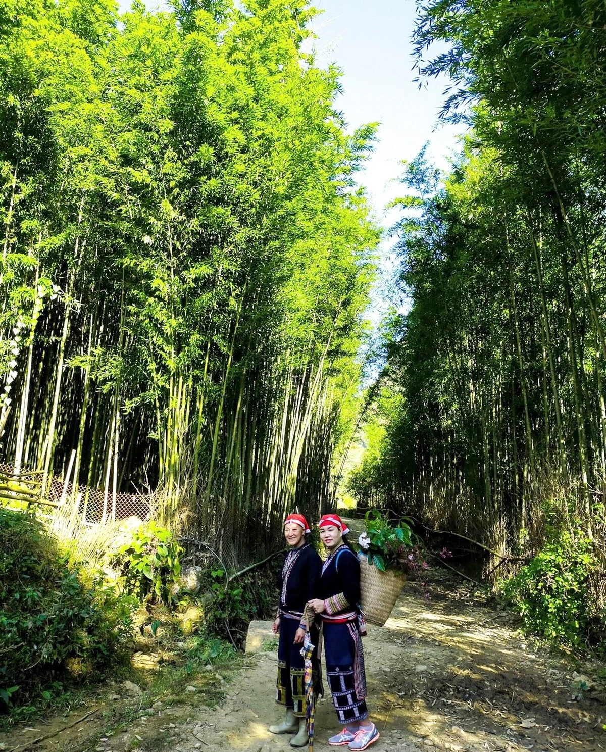 Rừng trúc bạt ngàn.