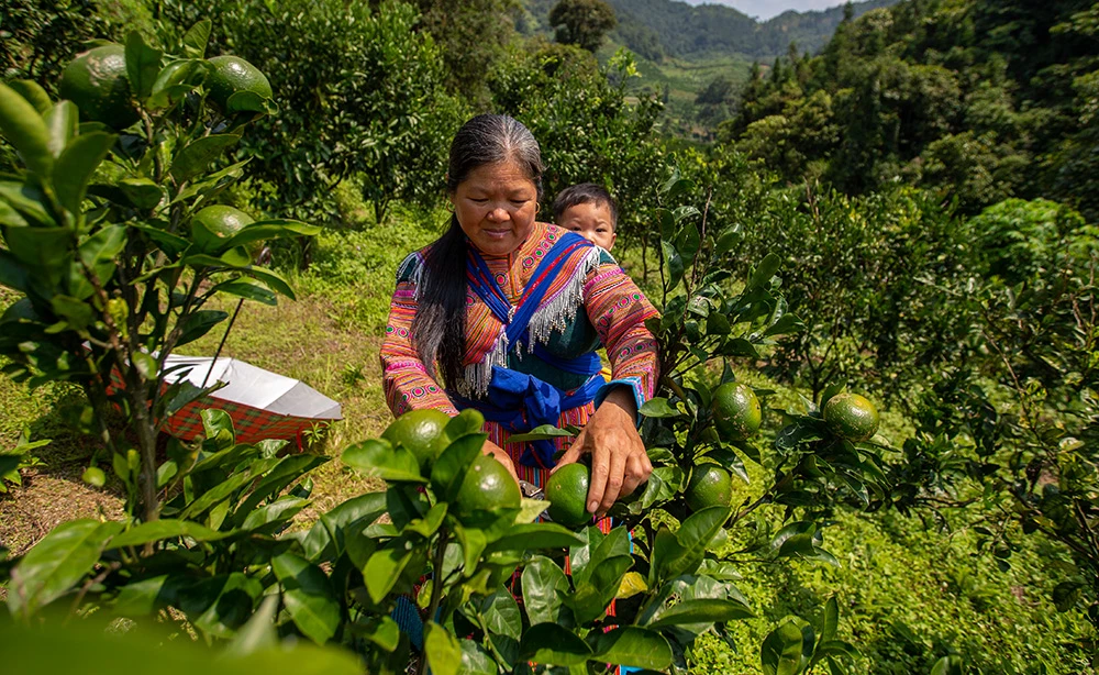 Quýt Mường Khương được coi là cây xóa đói, giảm nghèo cho các hộ đồng bào dân tộc Pa Dí, Mông ở Mường Khương. Quýt Mường Khương quả dẹt khi chín có màu vàng, vỏ mỏng, dễ bóc, vị ngọt và ít xơ. Quýt Mường Khương được chăm sóc cẩn thận. Quả quýt năm nay được đánh giá chất lượng tốt, ngon ngọt hơn và cũng được giá cao hơn so với mọi năm. Quýt Mường Khương đã được cấp chứng chỉ 3 sao trong chương trình OCOP của Lào Cai. Nhiều khách hàng tại thành phố Lào Cai đến đặt và mua sản phẩm quýt Mường Khương.