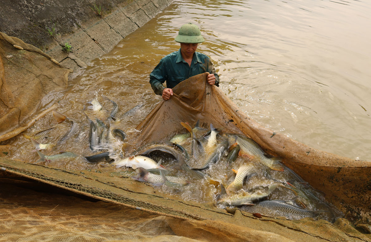 Đàn cá bố mẹ tại Trại Nghiên cứu và Sản xuất giống thủy sản cấp 1 Phú Nhuận (Bảo Thắng).